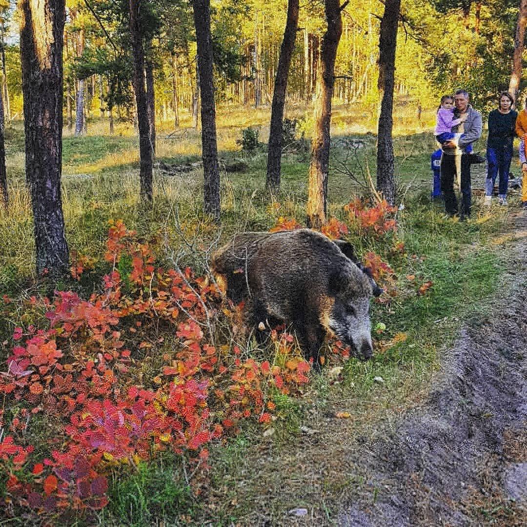 Visinger Tour Agency