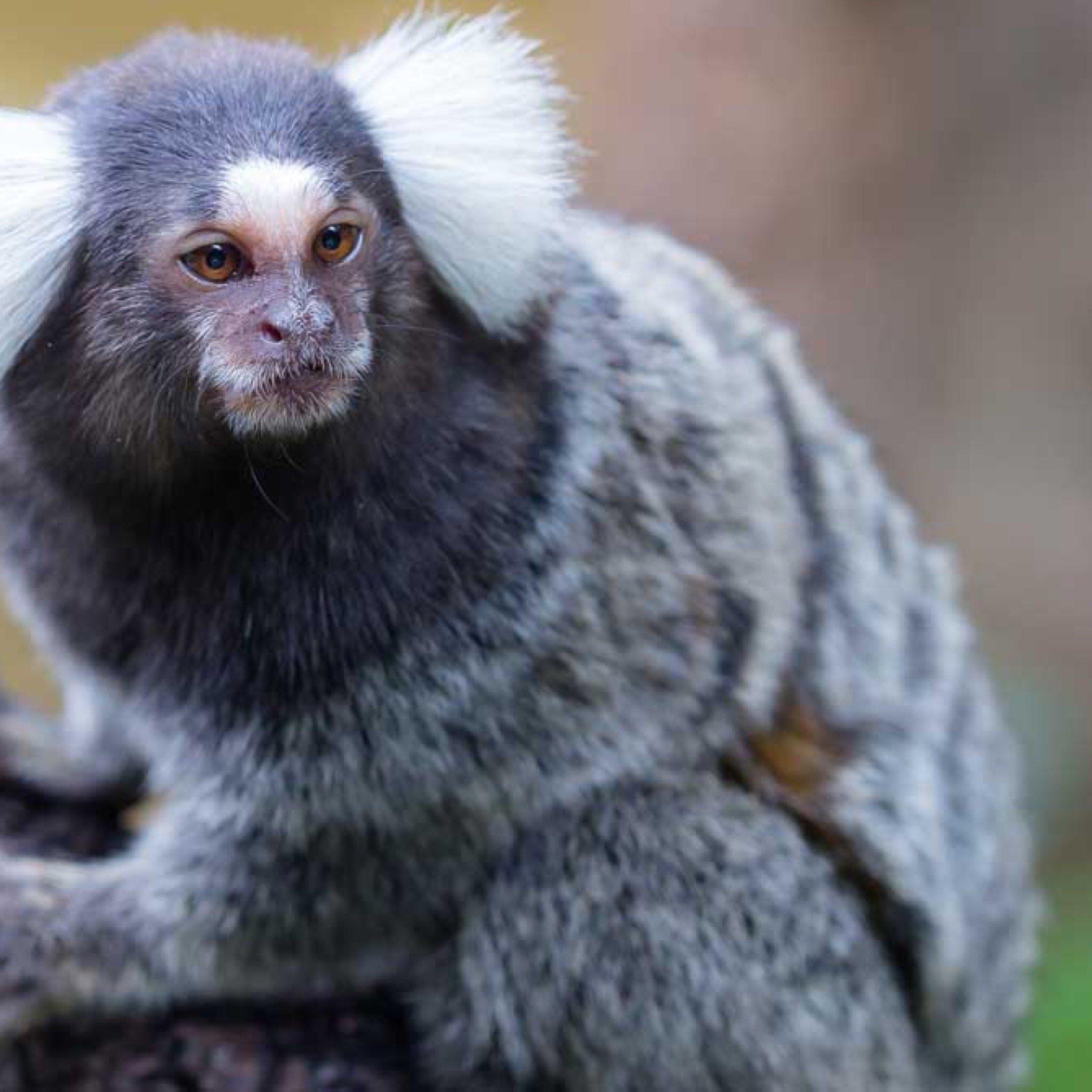 Pettitts Animal Adventure Park