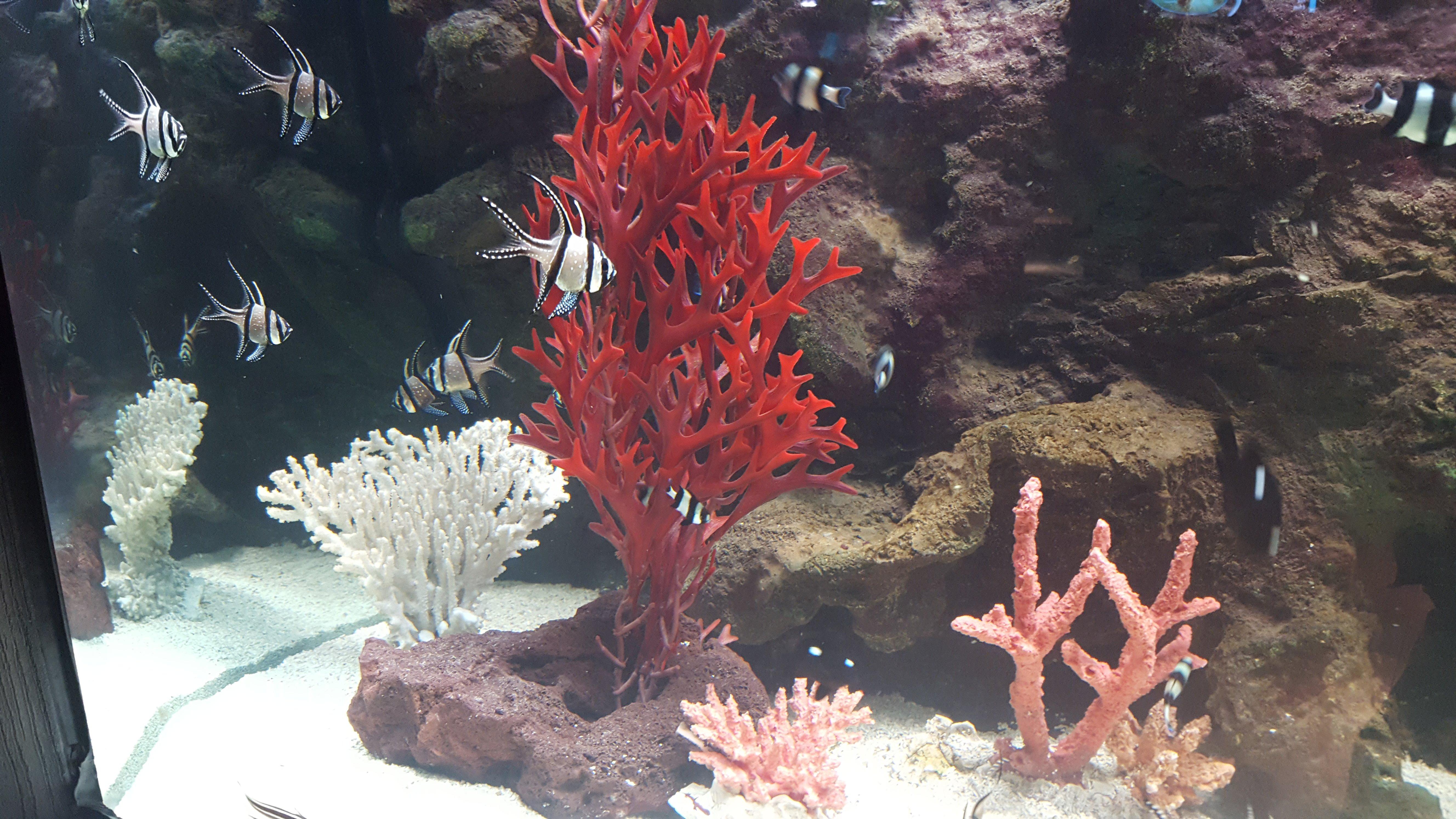 Electric City Aquarium and Reptile Den