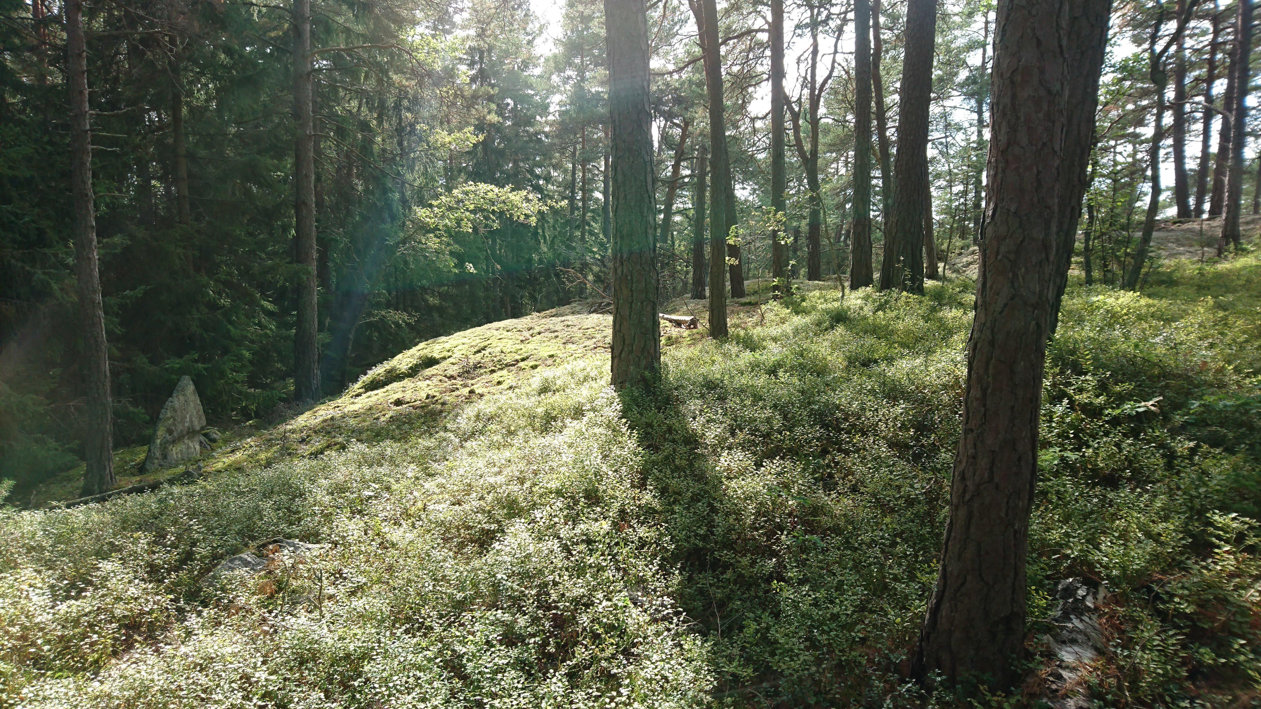 Bogesundslandet naturreservat