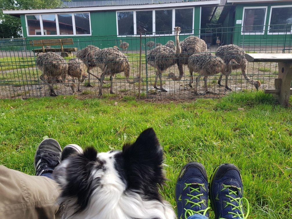 Straußenfarm Ostseeblick