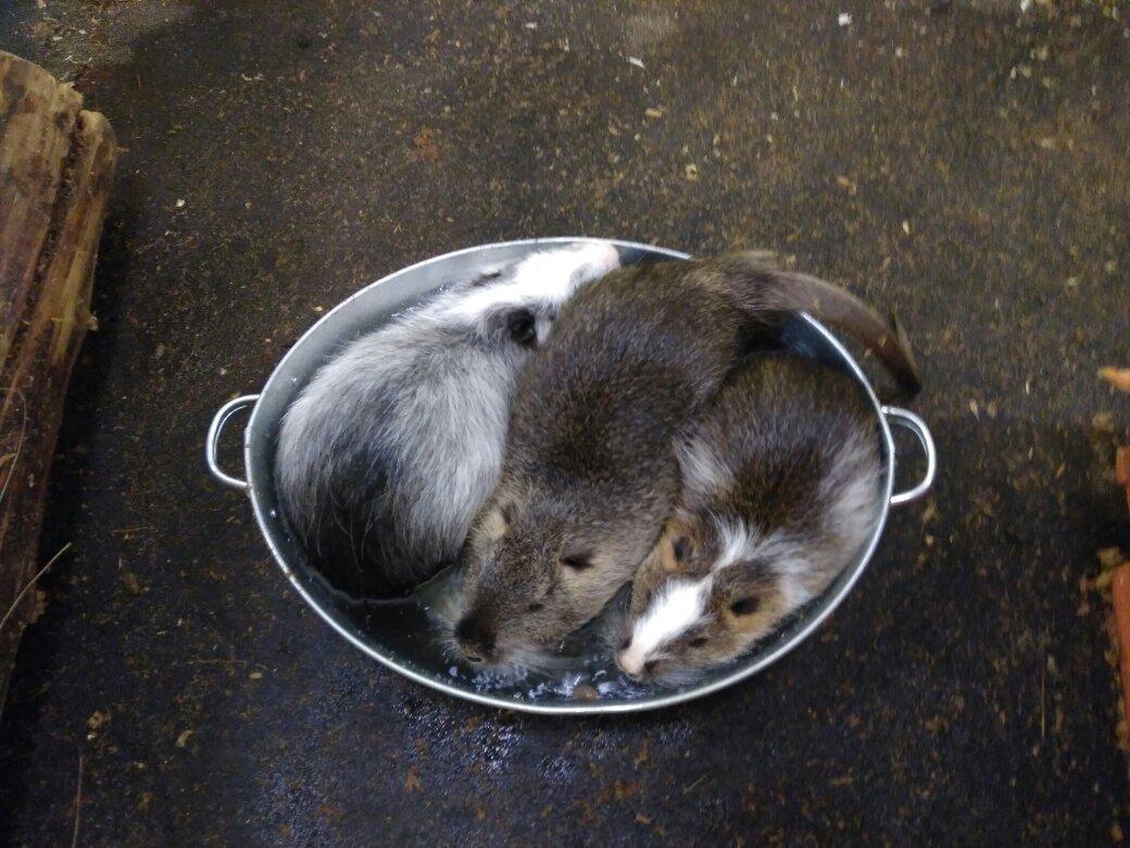 Touching Zoo Lesnoye Posolstvo