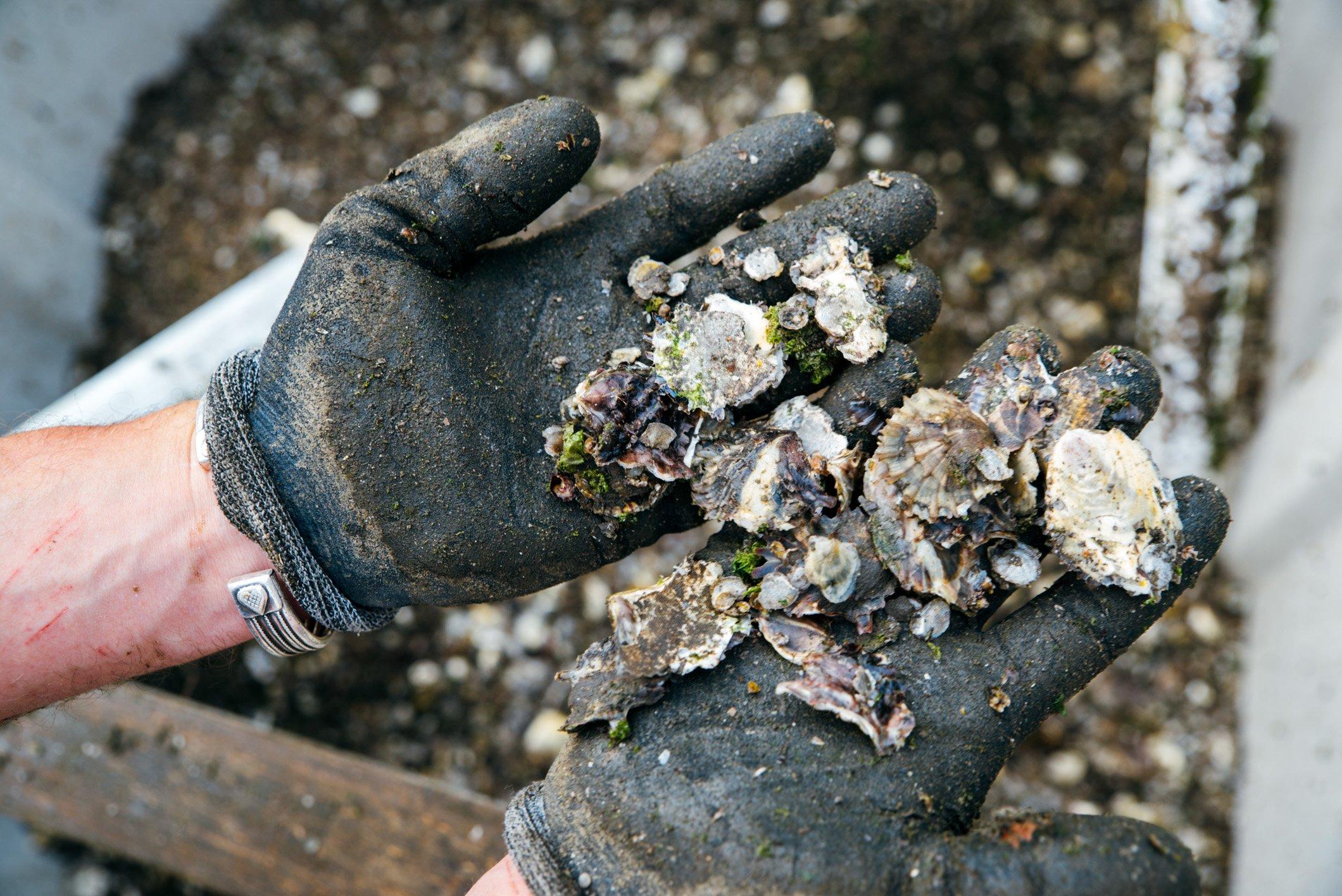Wheeler's Oyster Farm Tour
