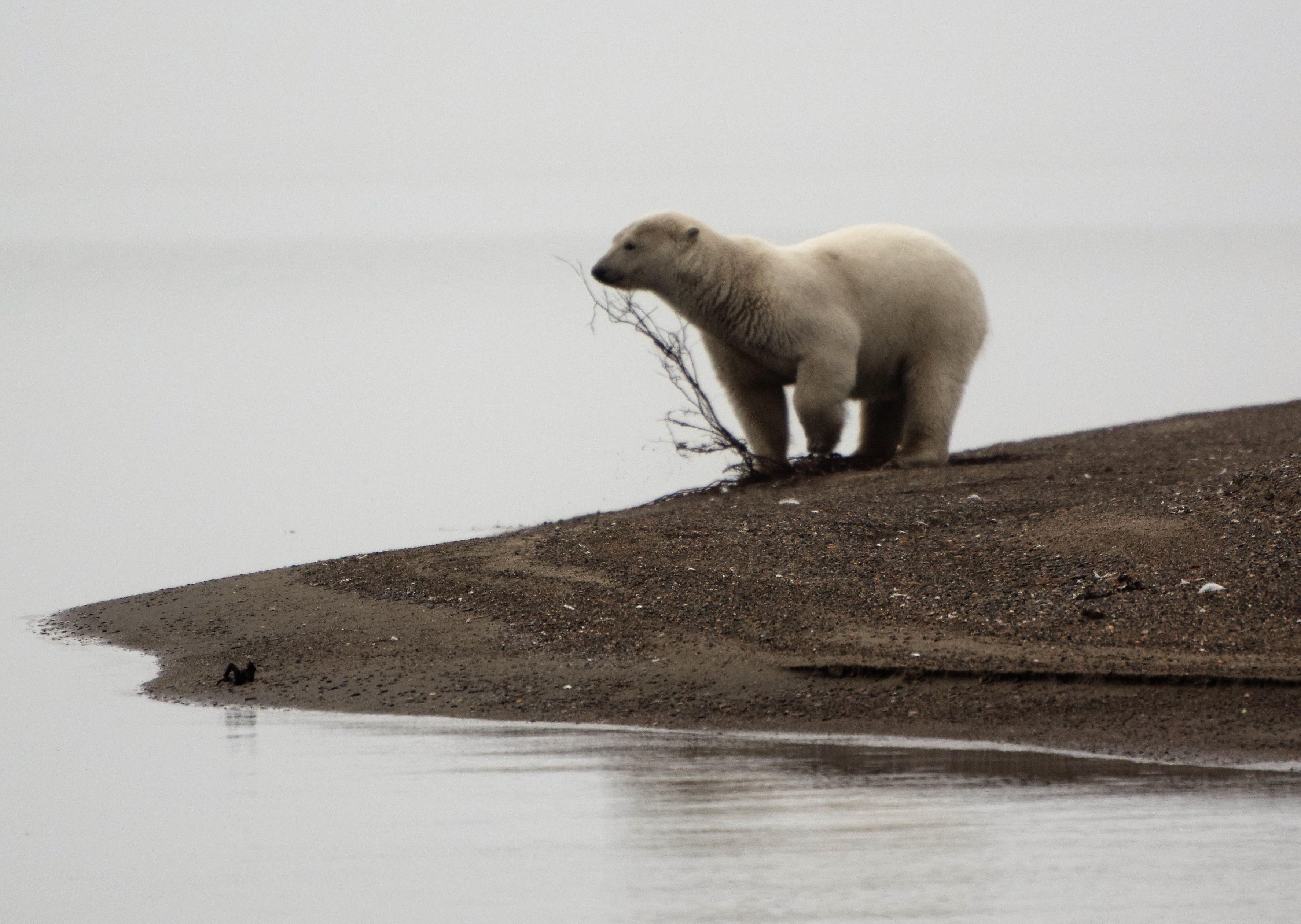 Xpedition Arctic, LLC