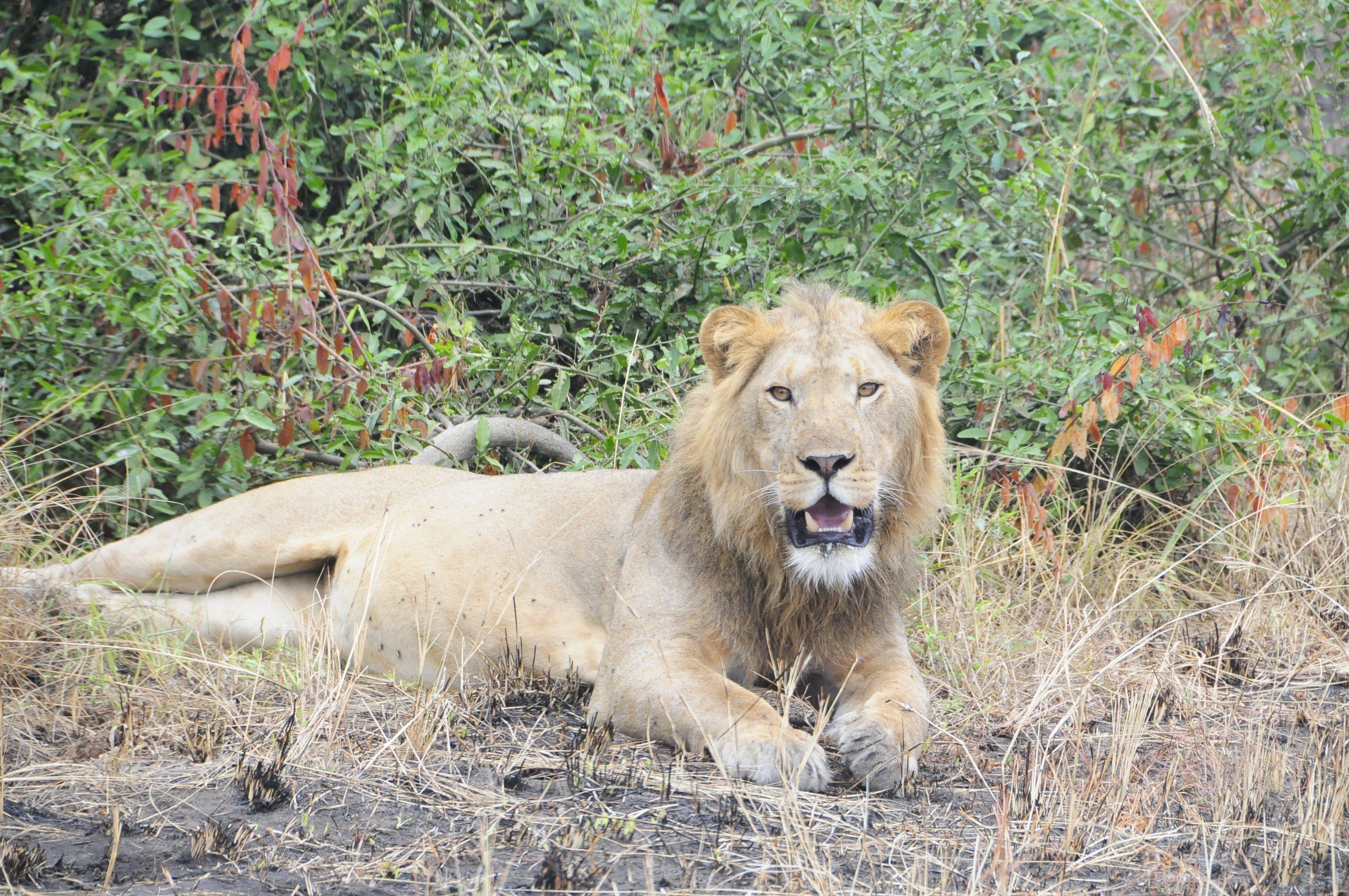 Mweso Safaris and Tours