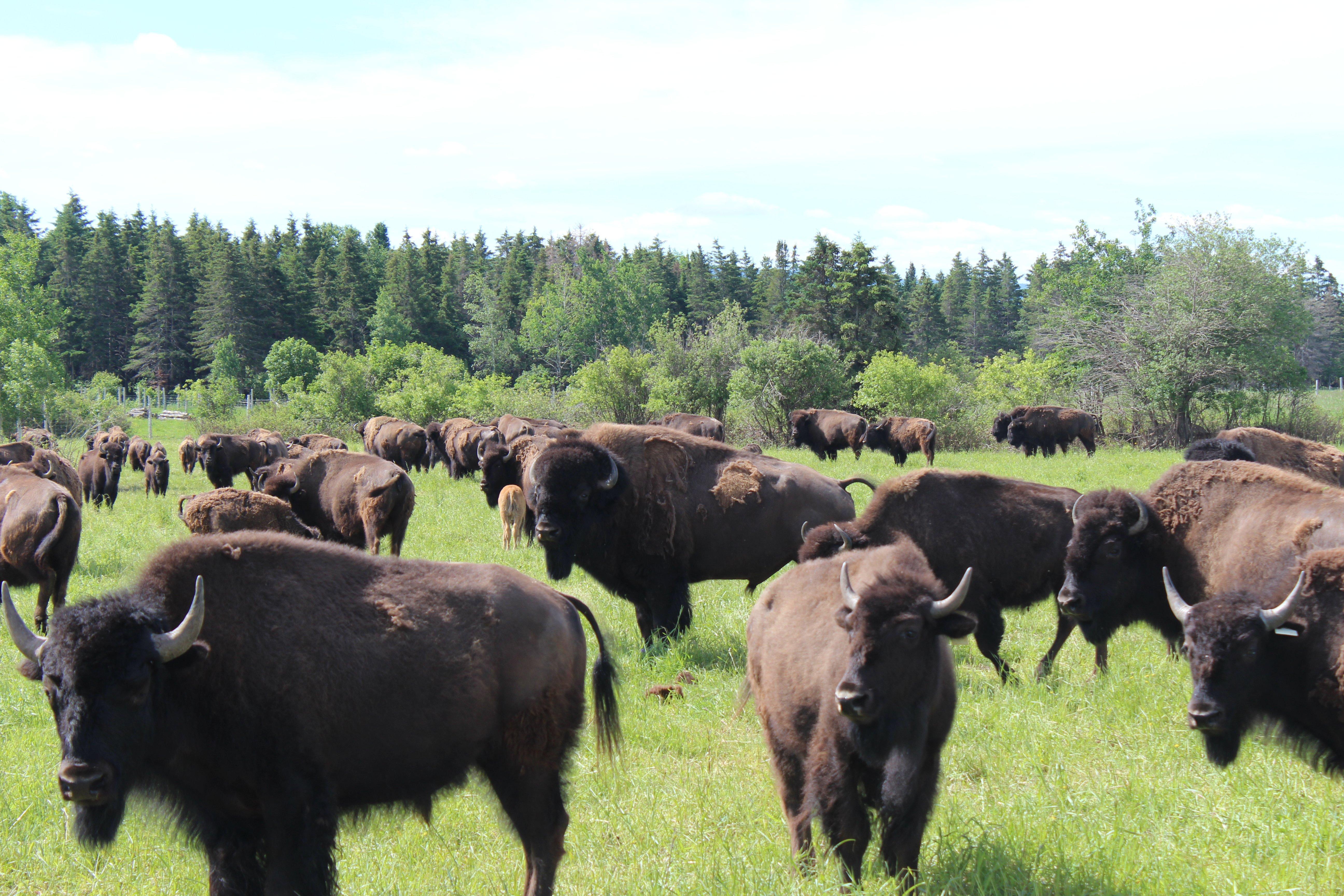 Les Bisons Chouinards