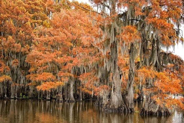 Caddo Lake Tours and Canoe Rentals