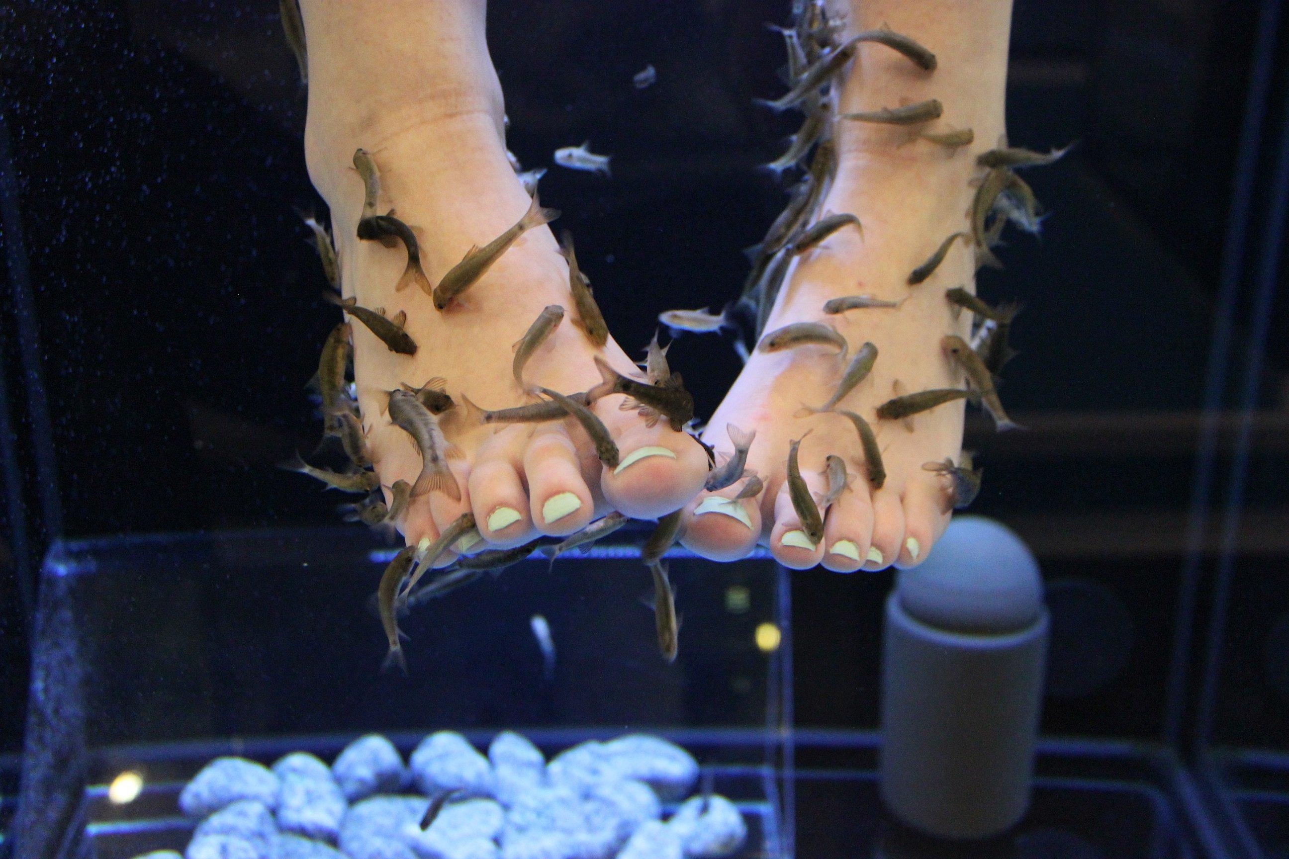 Relaxed Feet Fish Spa