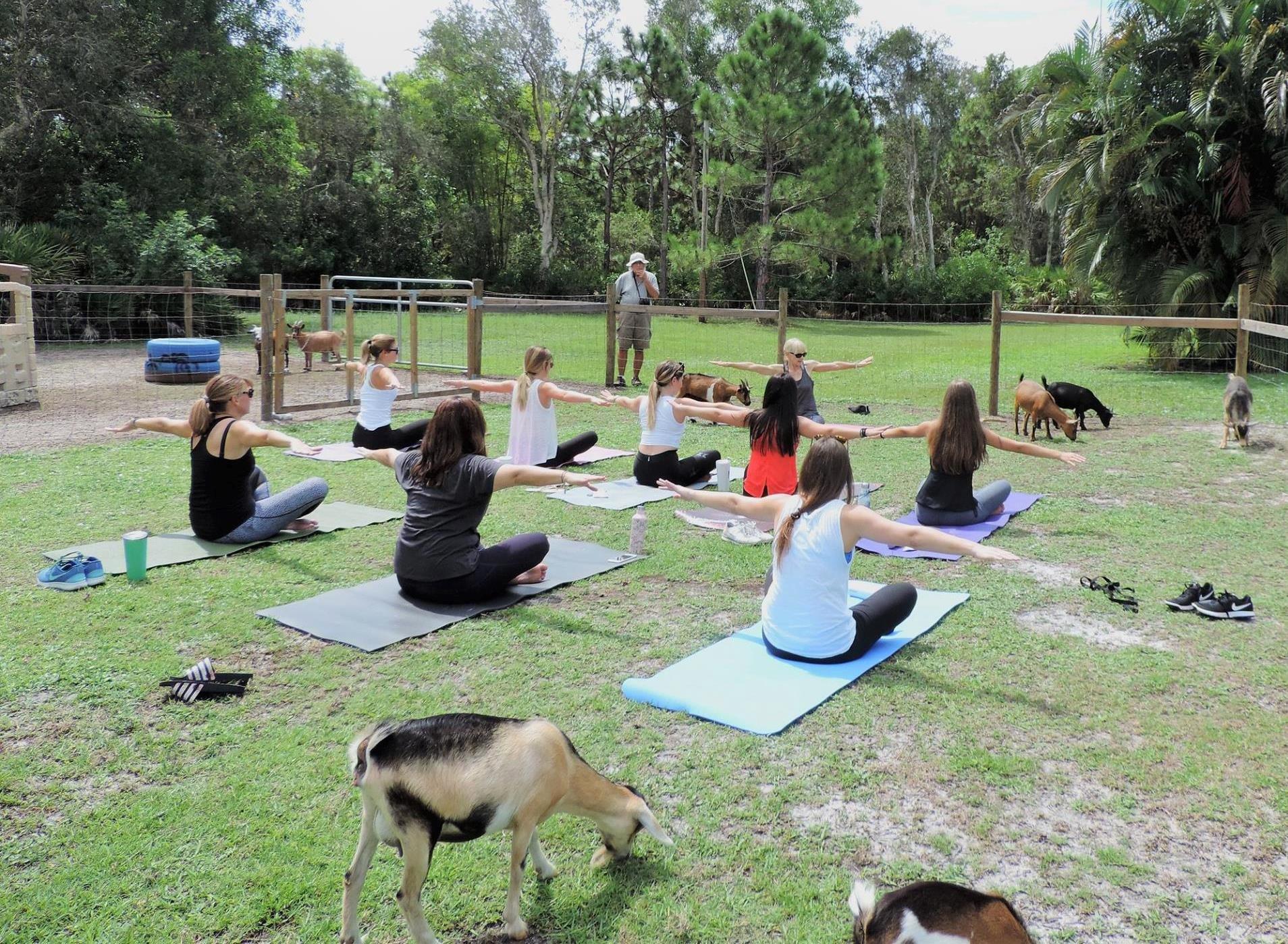 Little BIG BEAK Farm - Home of Goat Yoga