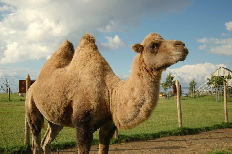 Heads of Ayr Farm Park