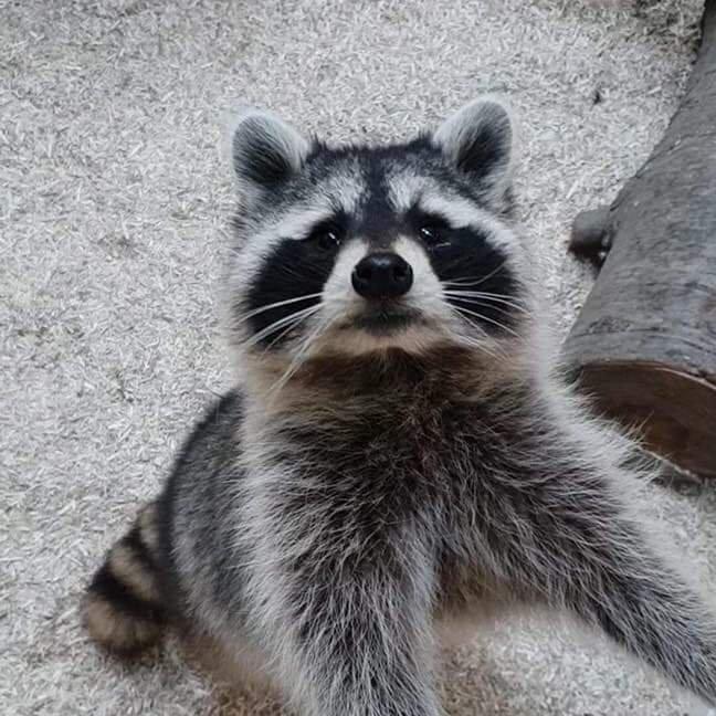 Reptile Rendezvous & Furry Friends