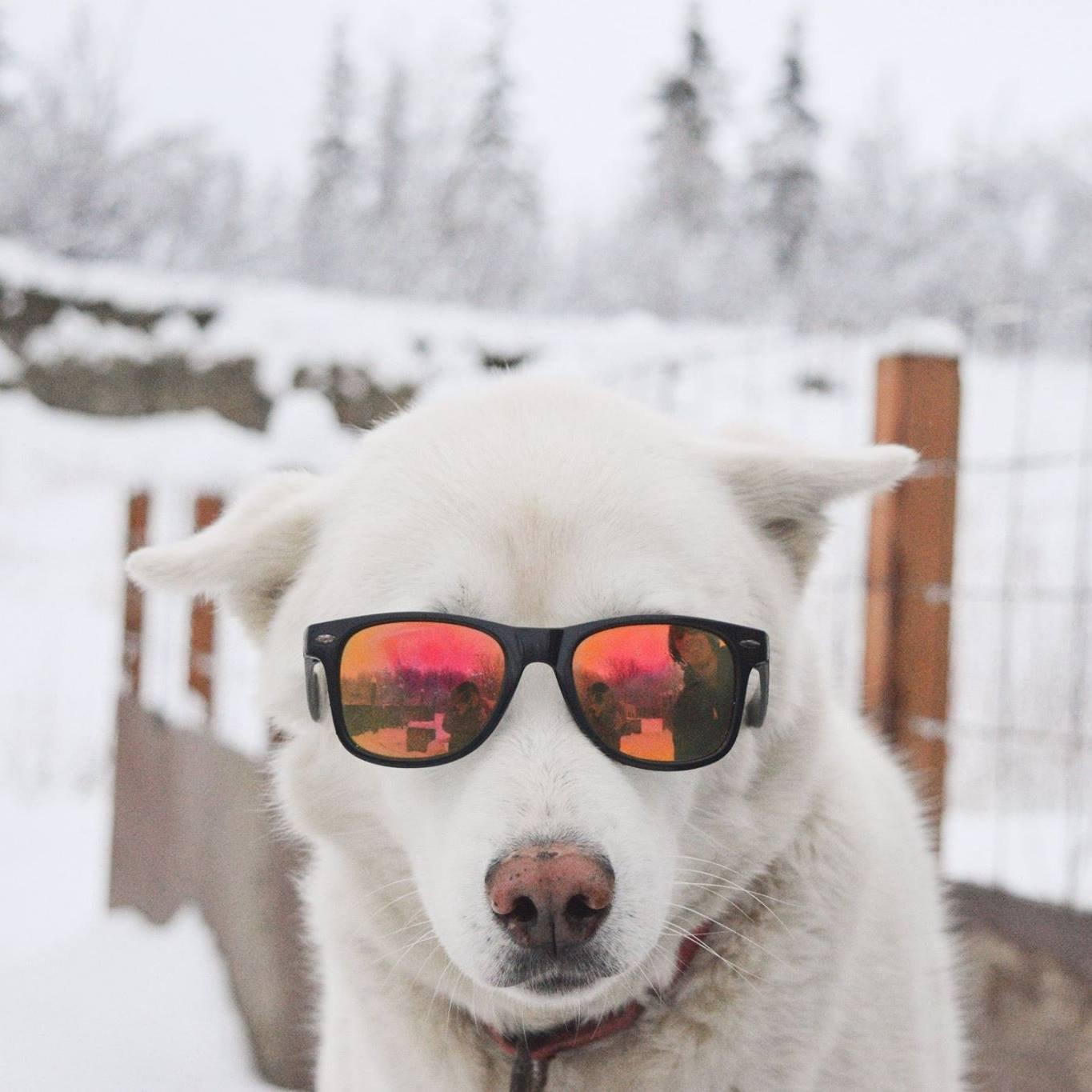 Wiseman Kennel Dog Sled Tours