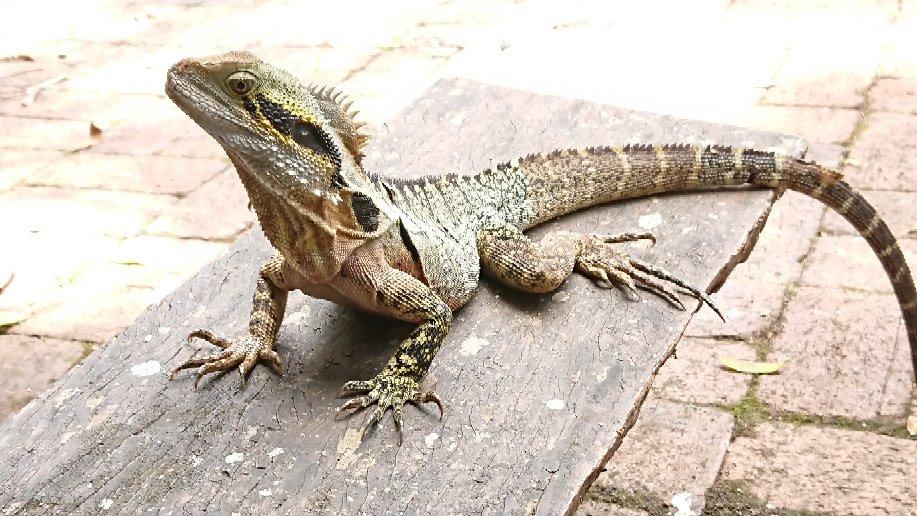 Photo by LittleVegemite