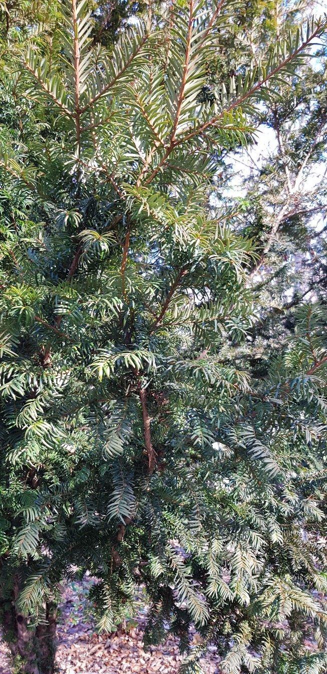 Arboreto Gines de los Rios