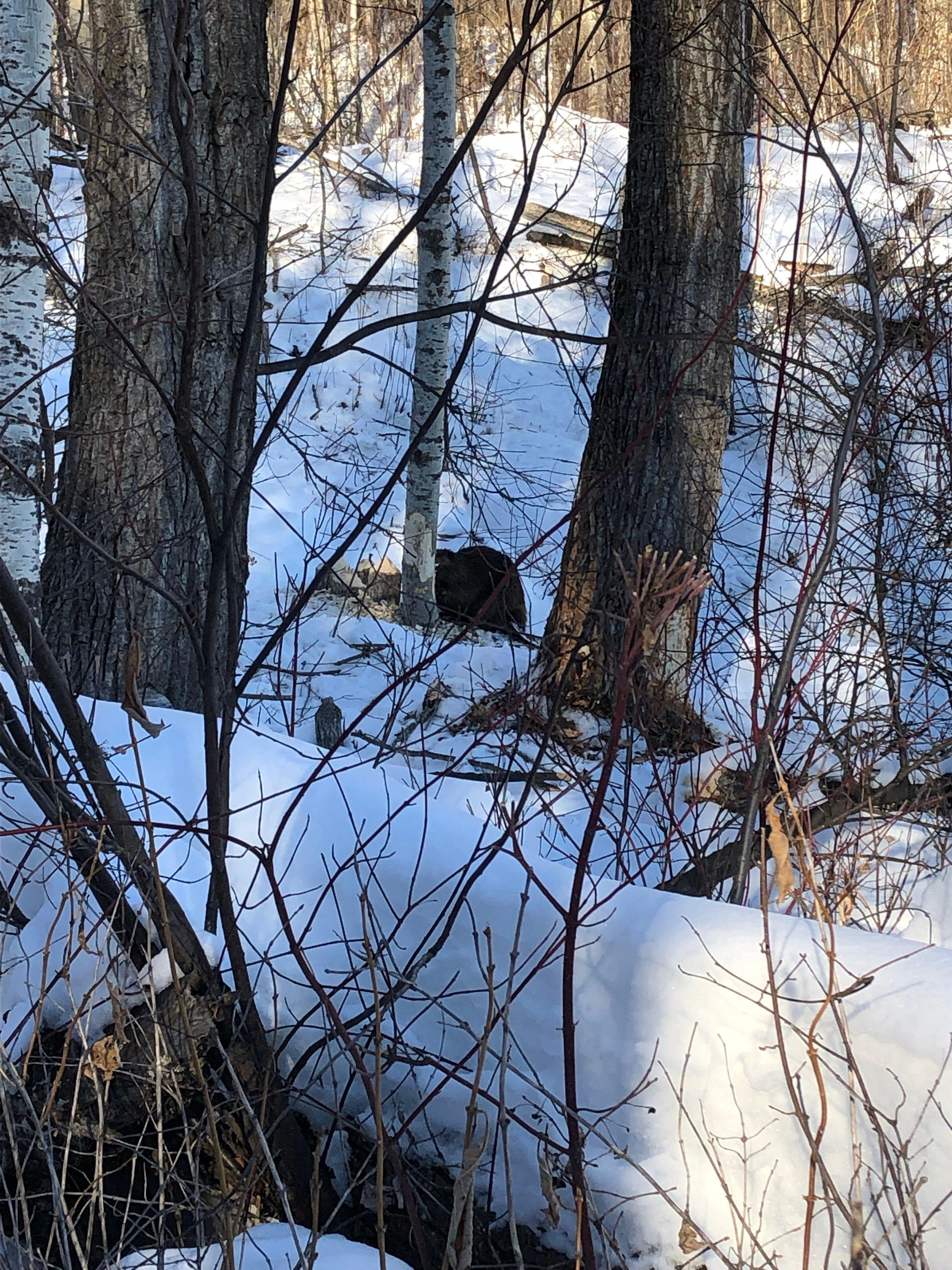 Chicakoo Lake Recreation Area