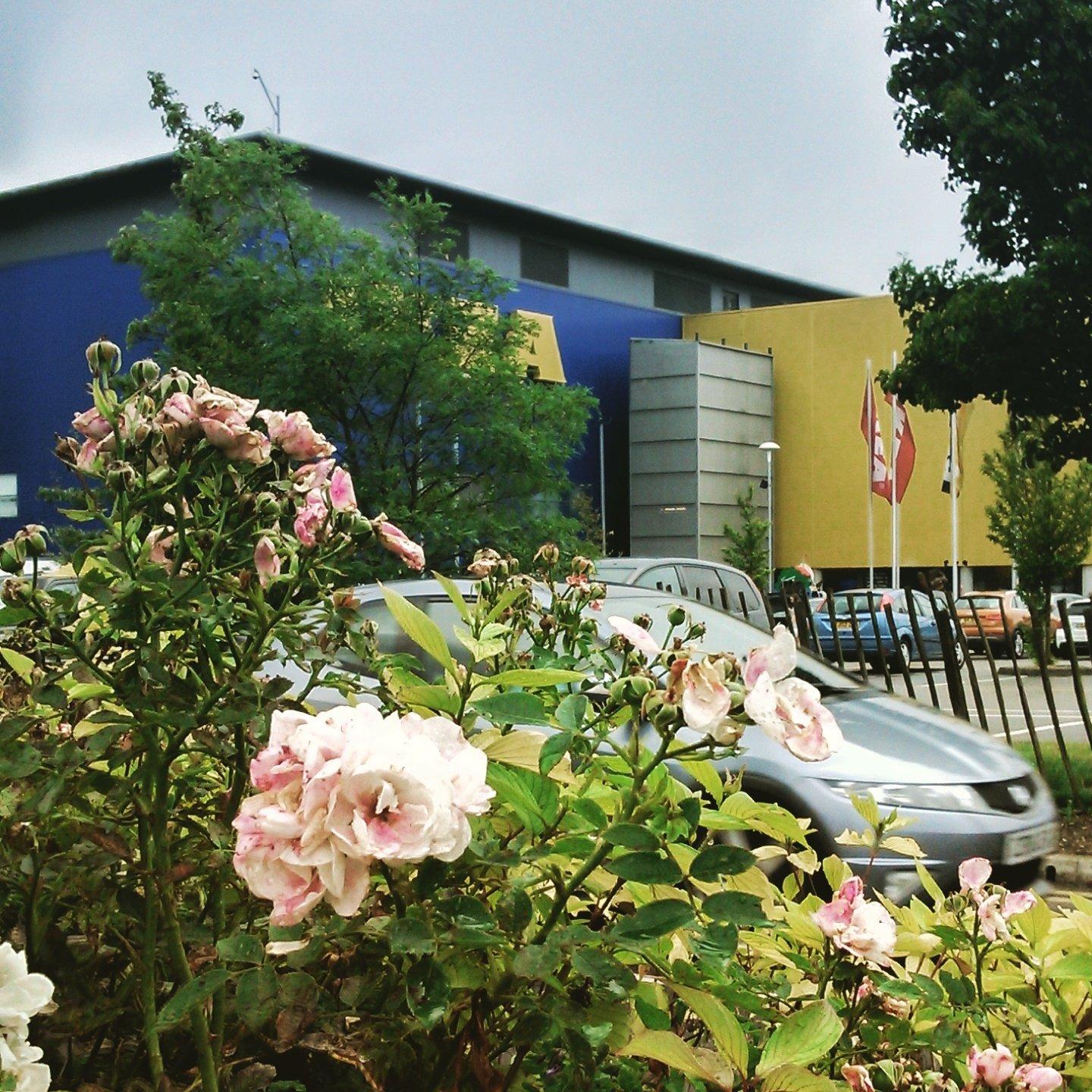 Photo by SRfirehorseart