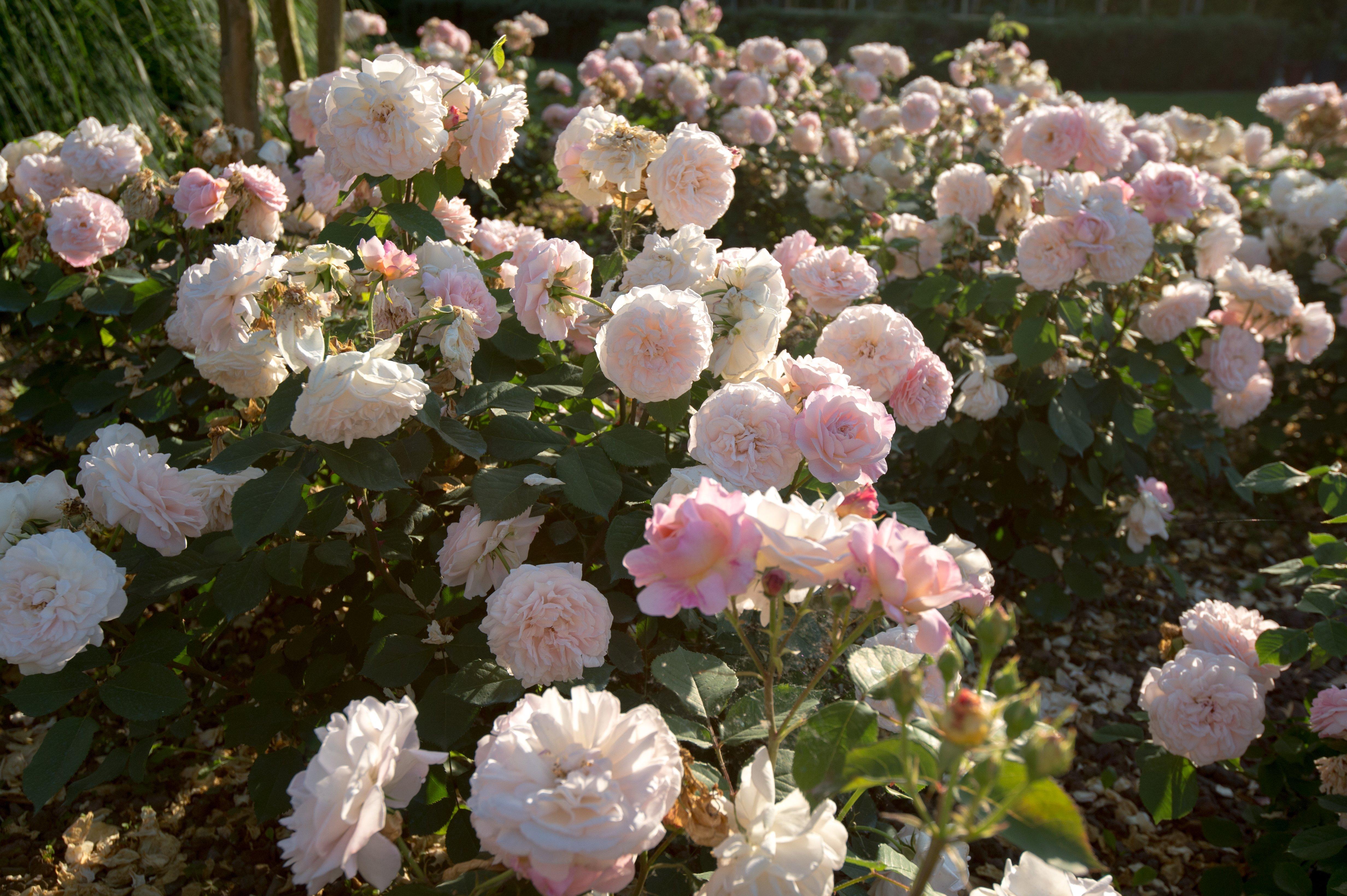 La Casa di Linda Bed and Breakfast