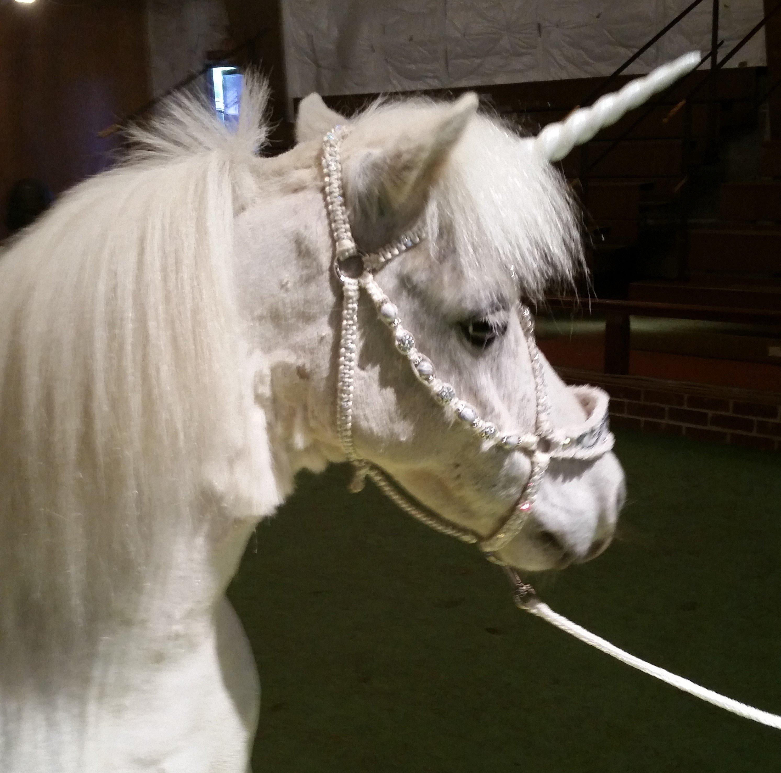 Land of Little Horses