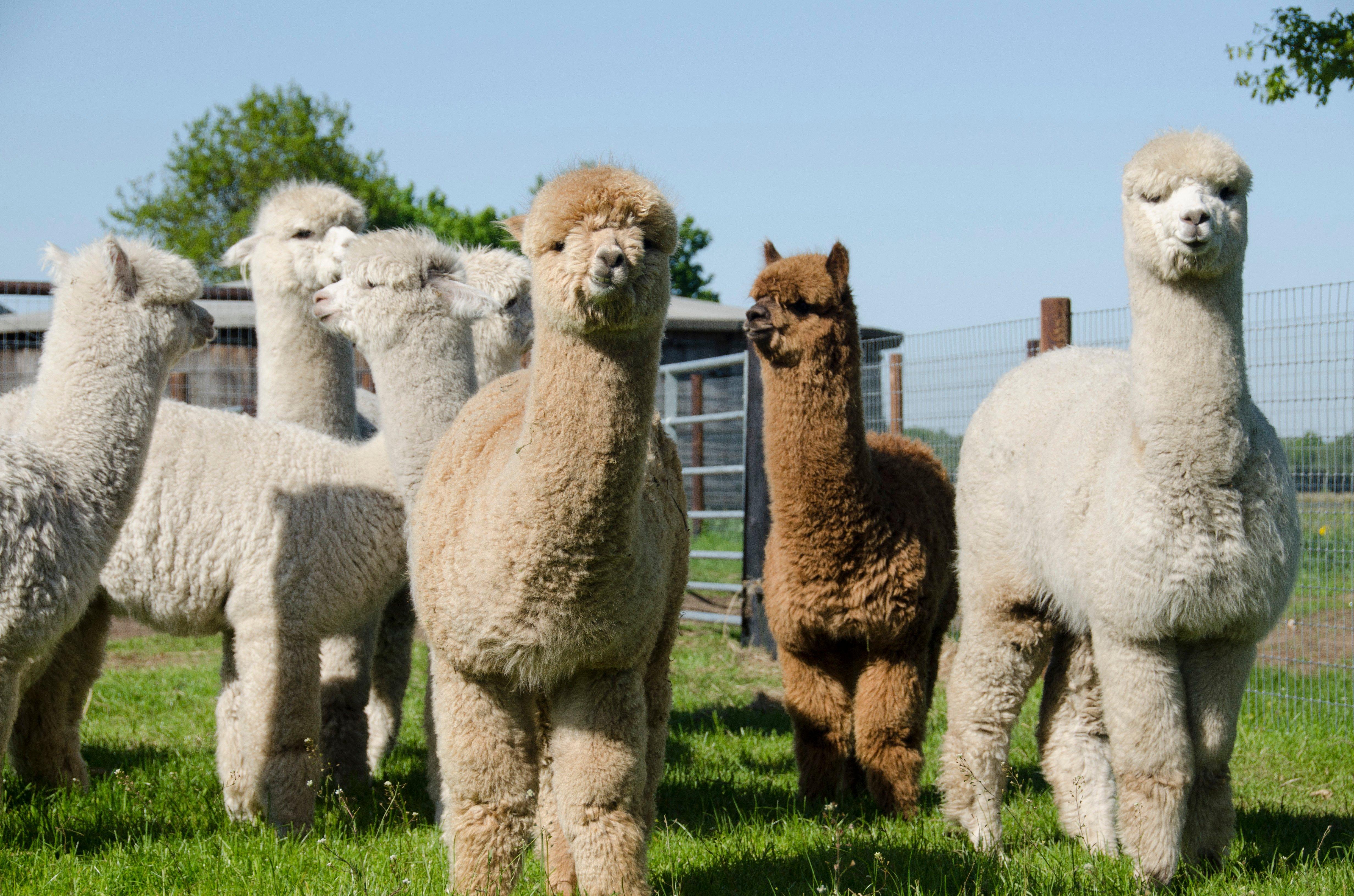 Alpacafarm Vorstenbosch