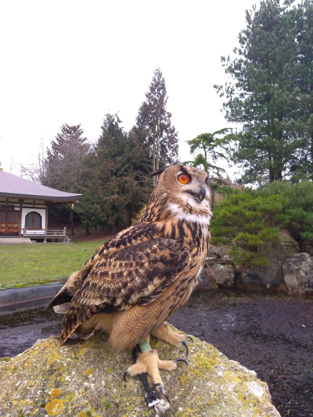 Roedel Falconry