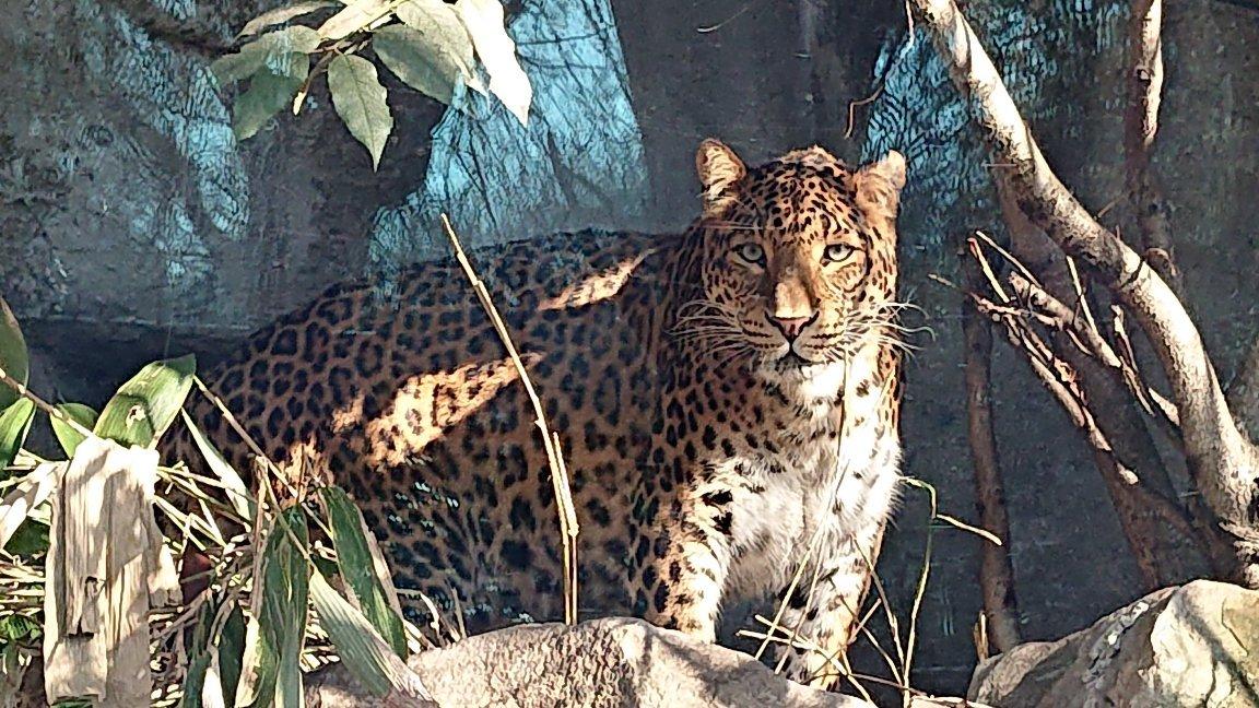 Ménagerie, le zoo du Jardin des Plantes