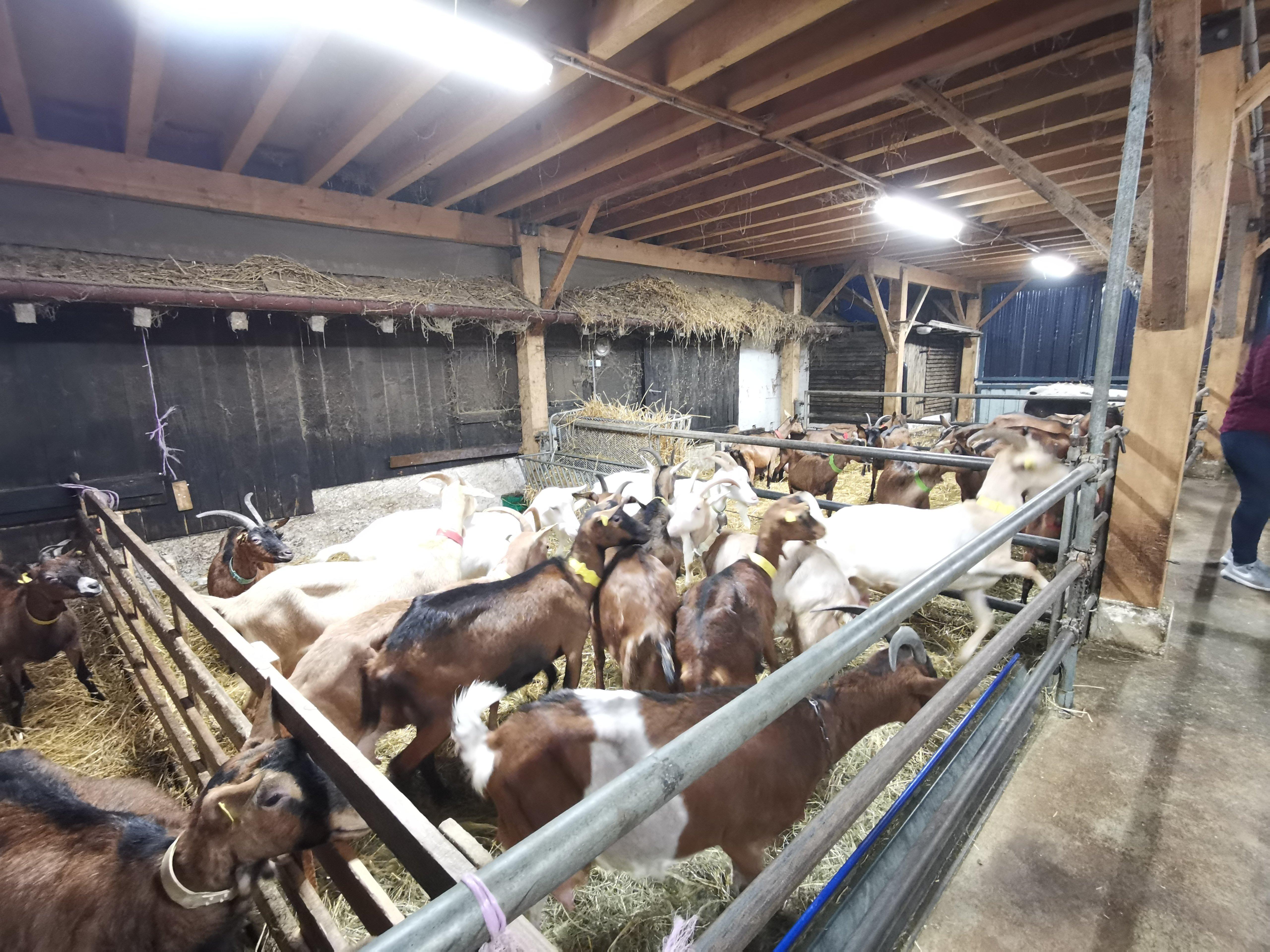 Chèvrerie de la Moselle