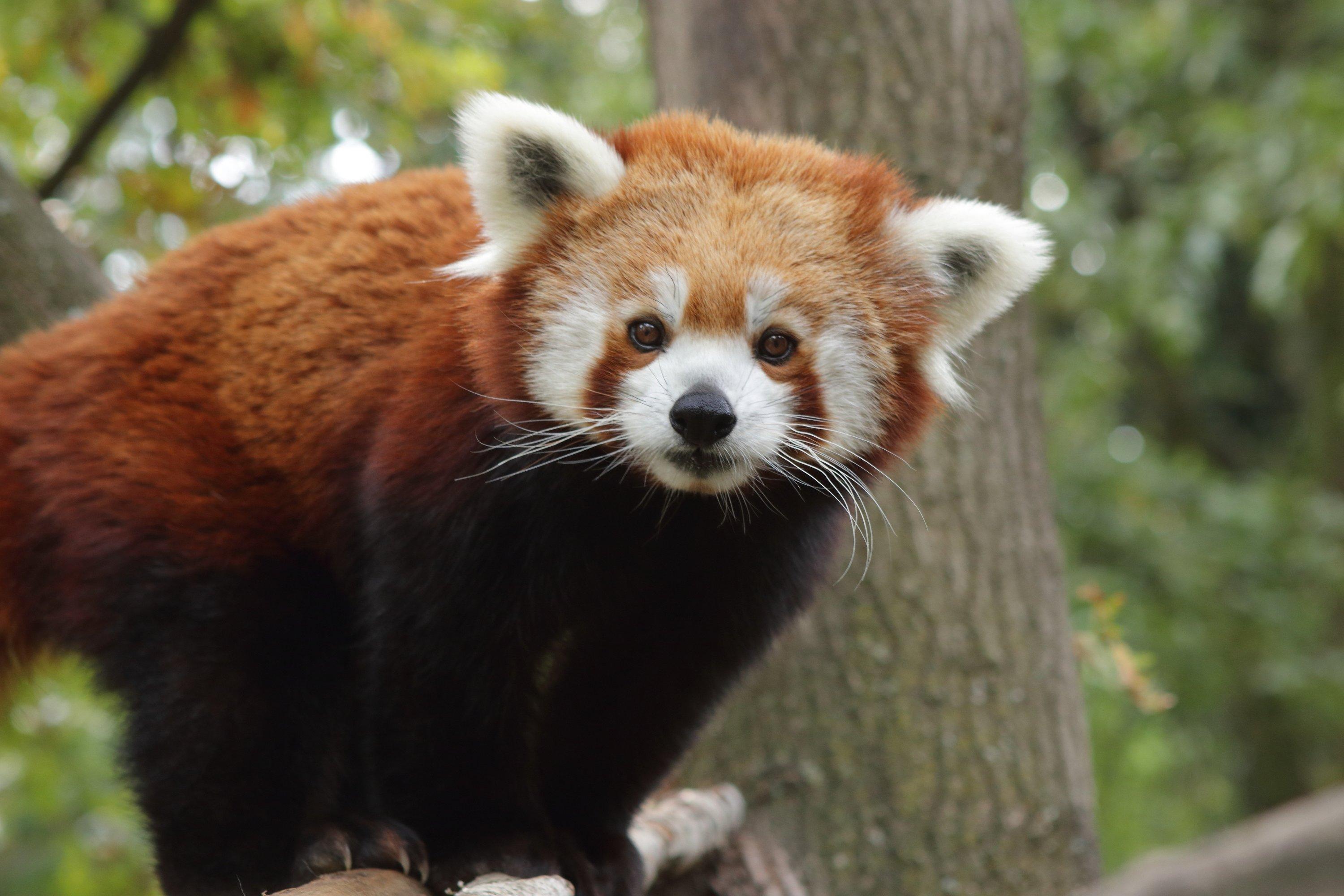 Giardino Zoologico Di Pistoia