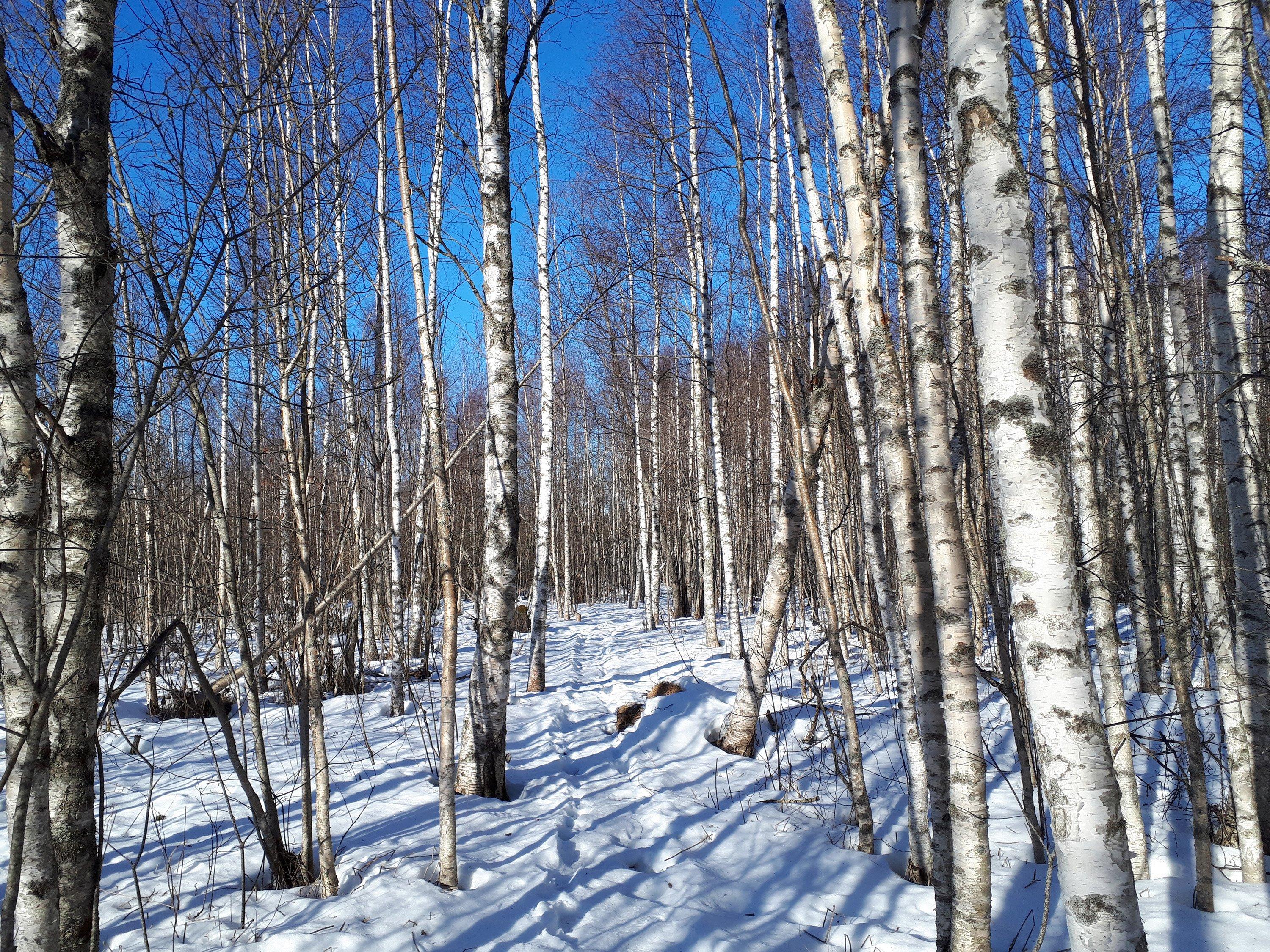 Lake Vallonjarvi - Guided nature path