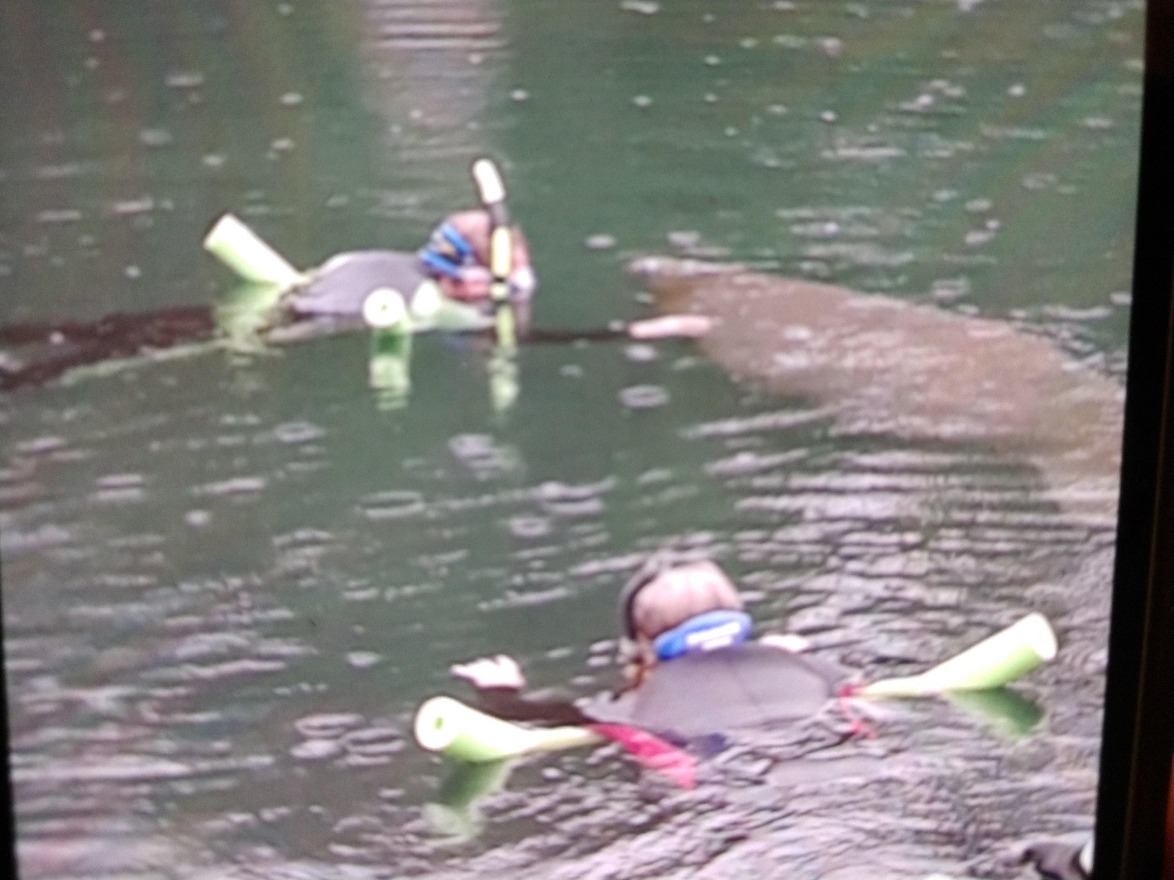 Manatee Tours & More