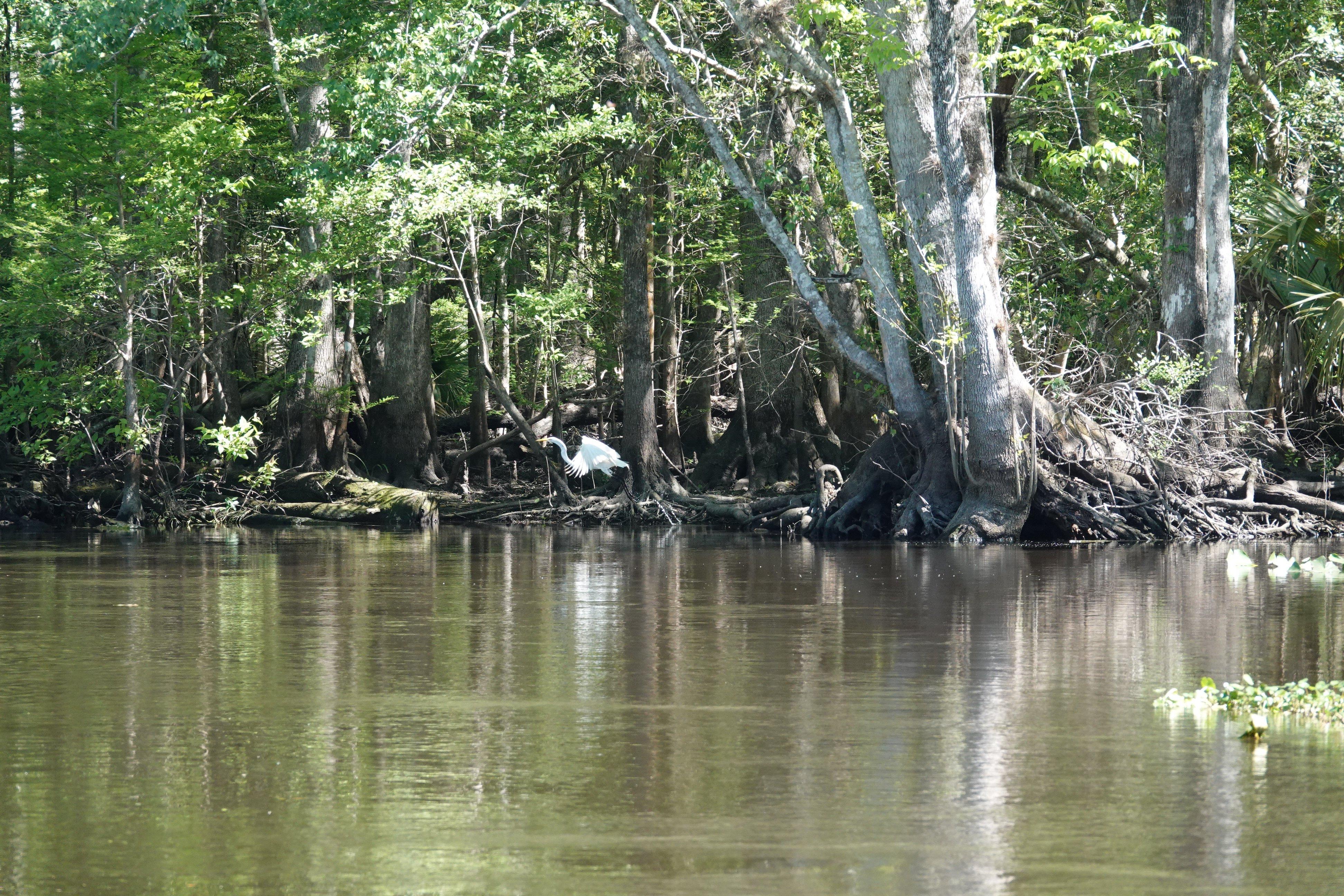 A Cruising Down The River