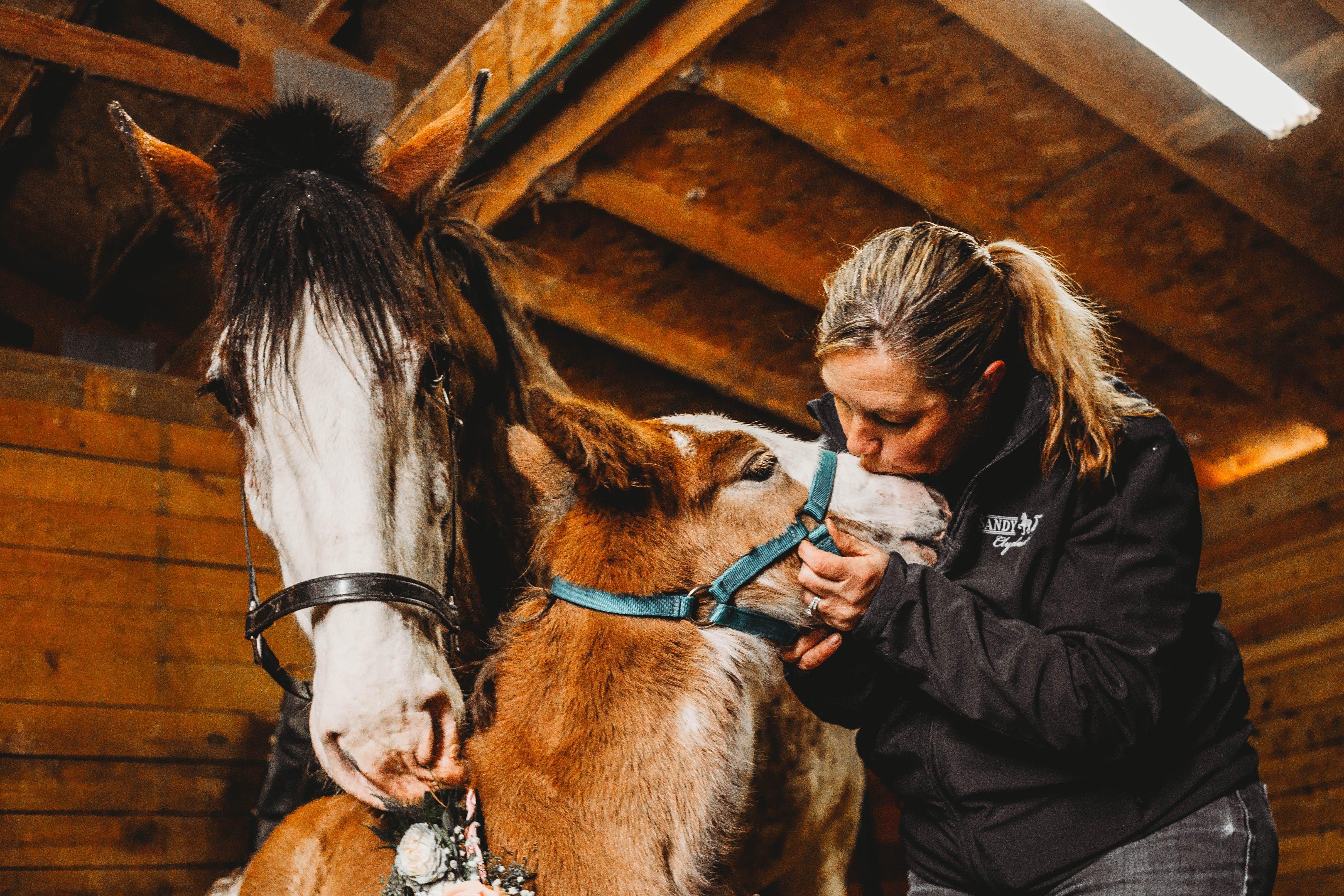 Sandy Acres Clydesdales