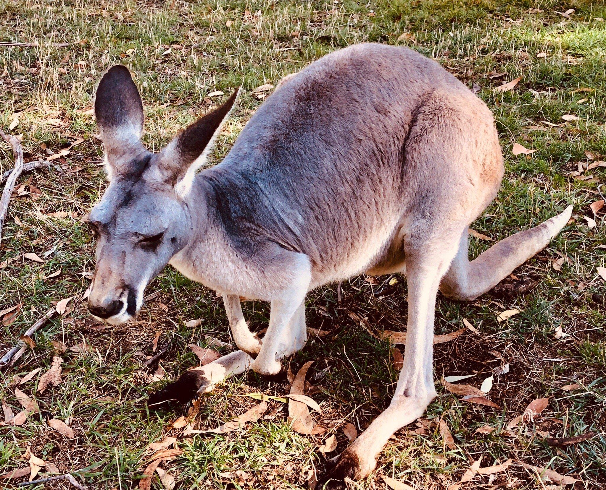 Cleland Wildlife Park