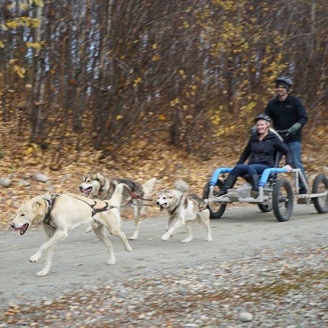 AK Sled Dog Tours