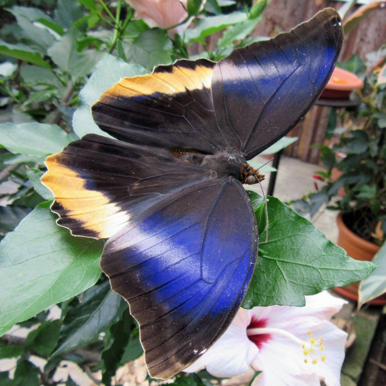 Allgäuer Schmetterling Erlebniswelt