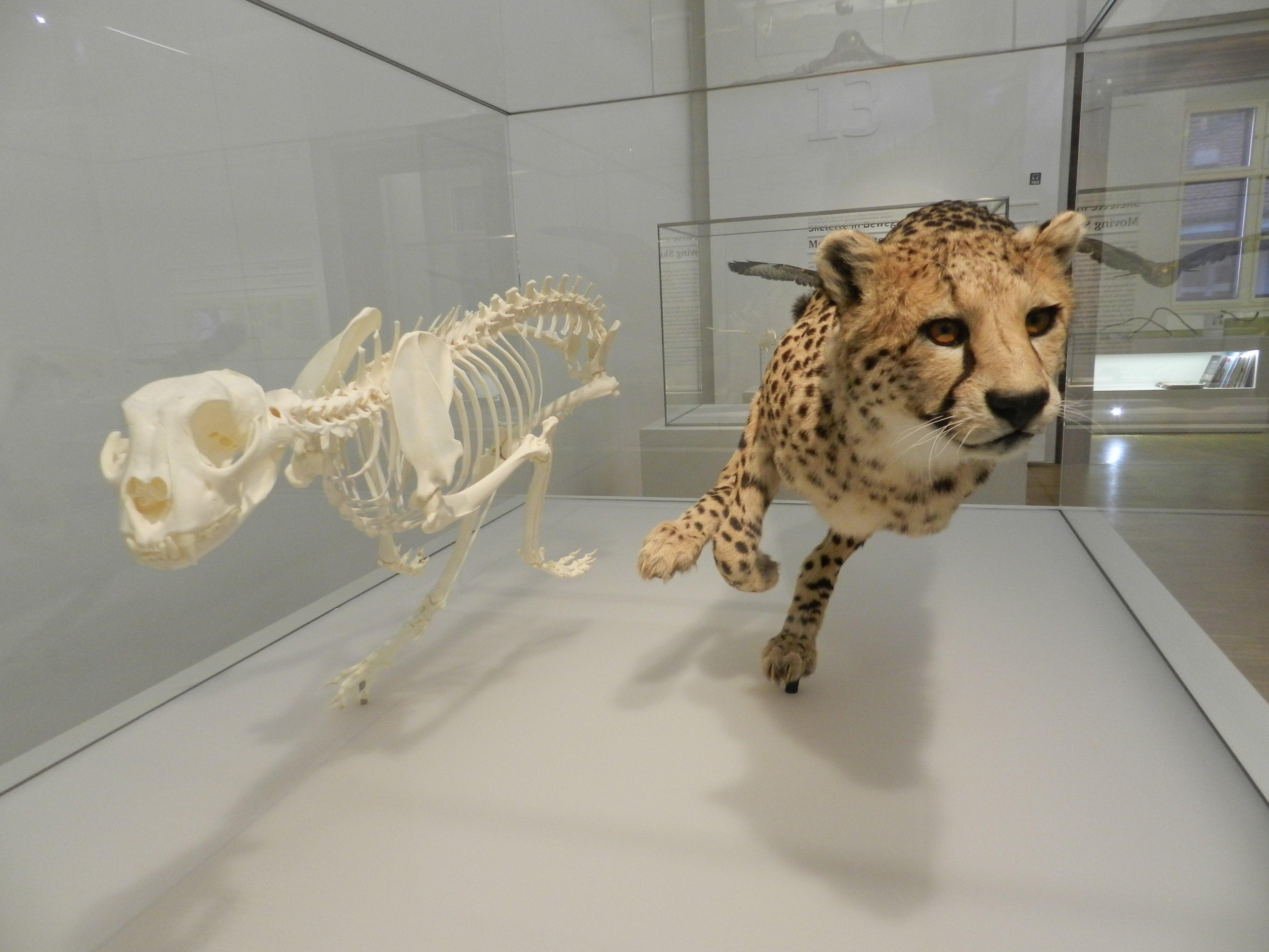 Natural History Museum