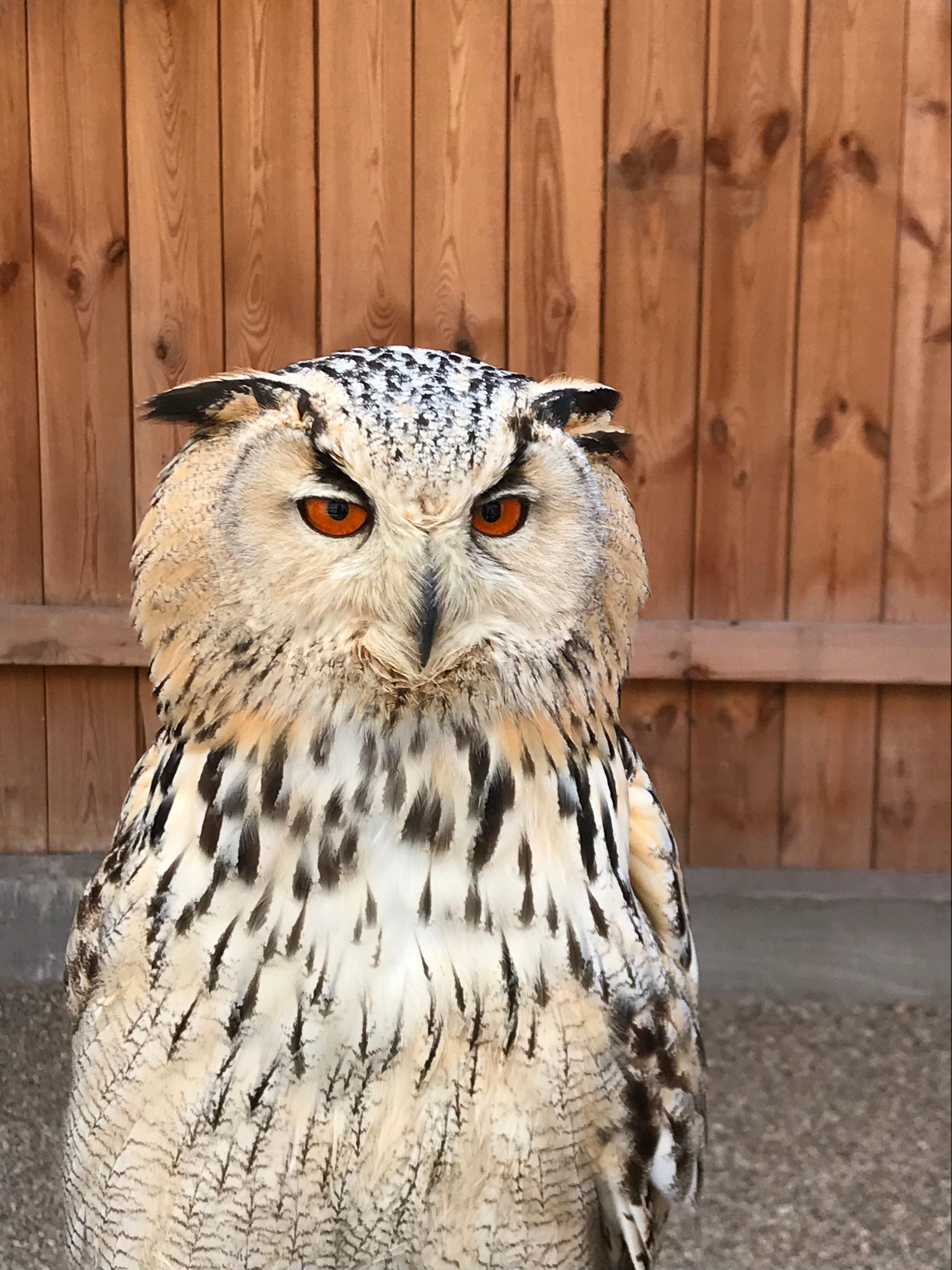 Adlerwarte Obernberg