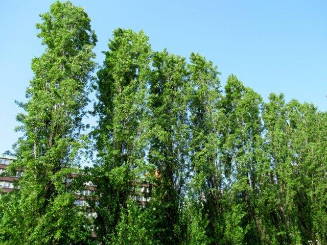 Giardino Giuseppe Lazzati