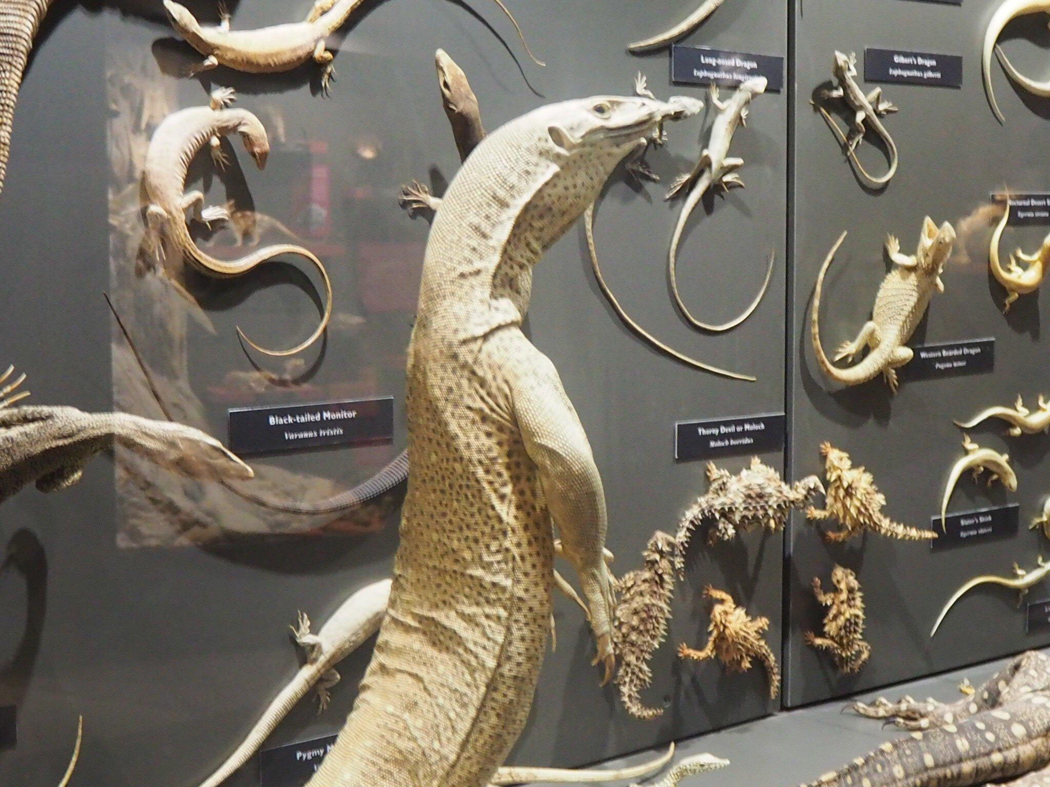 Museum Of Central Australia - Museum And Art Gallery Of The Northern Territory