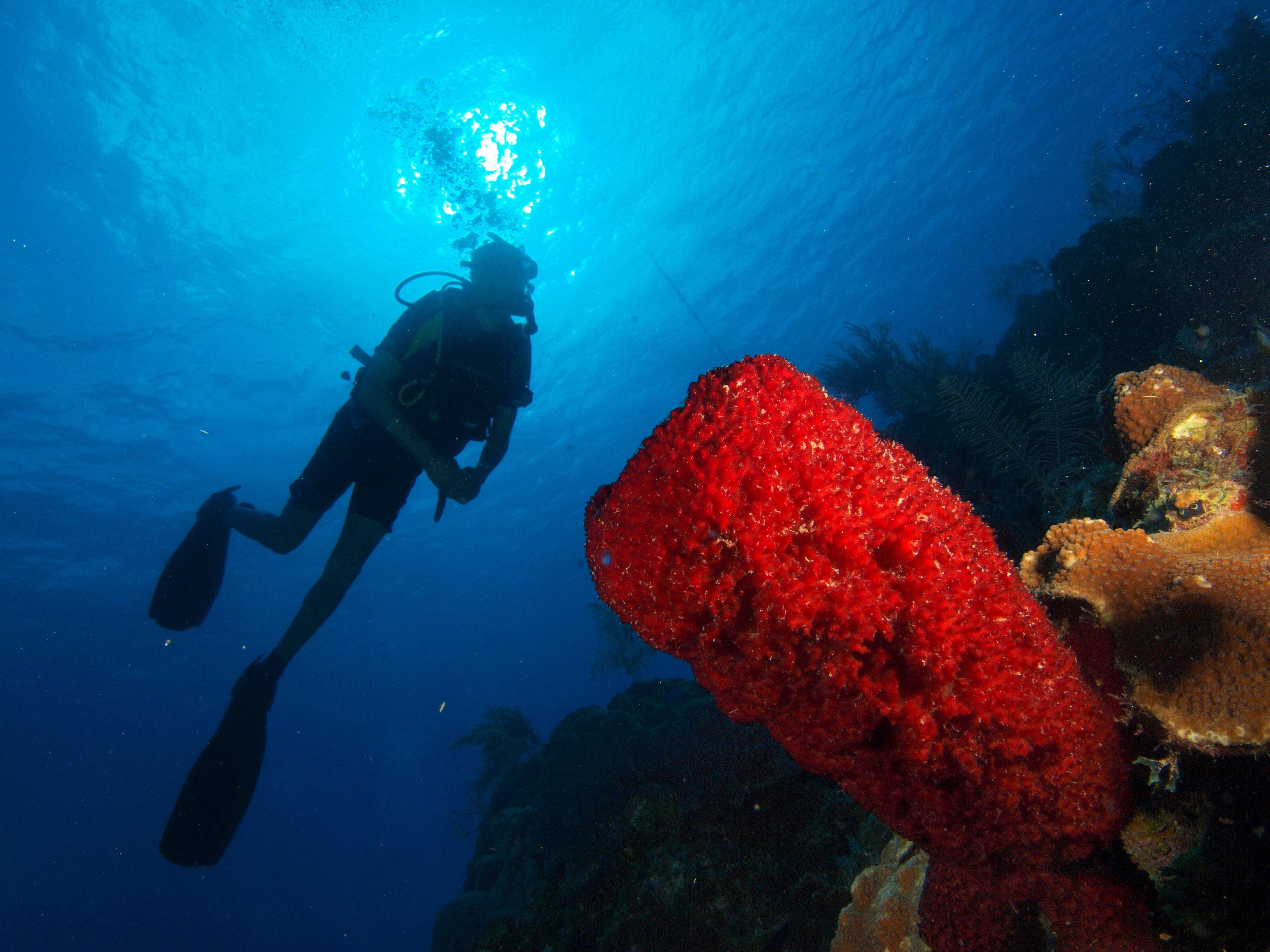 Barracuda Scuba Diving Center