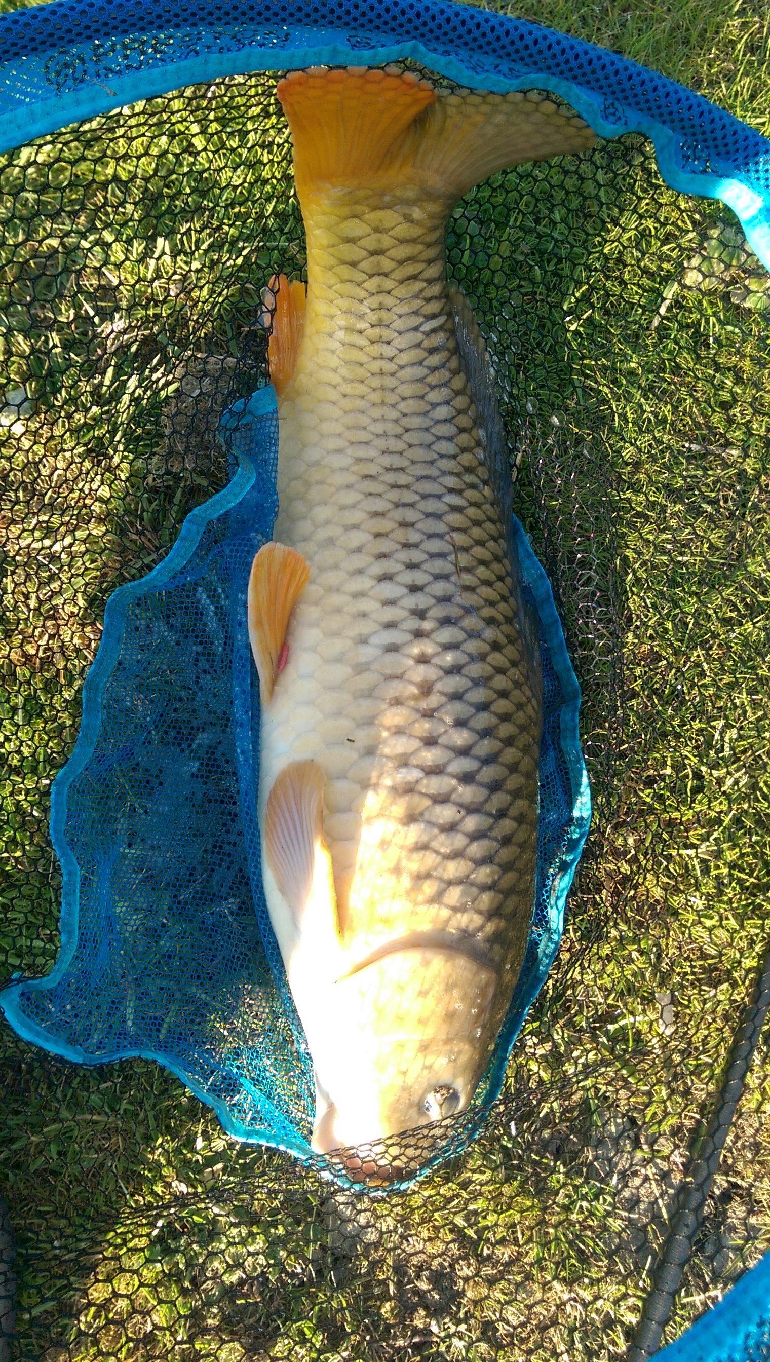 White House Farm Fishery