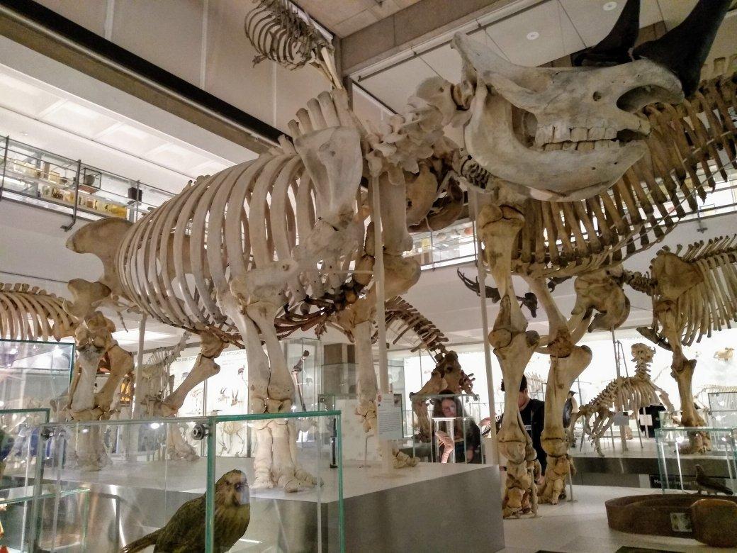 University Museum of Zoology