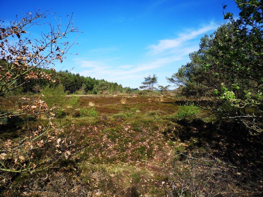 Cuxhavener Kuestenheide