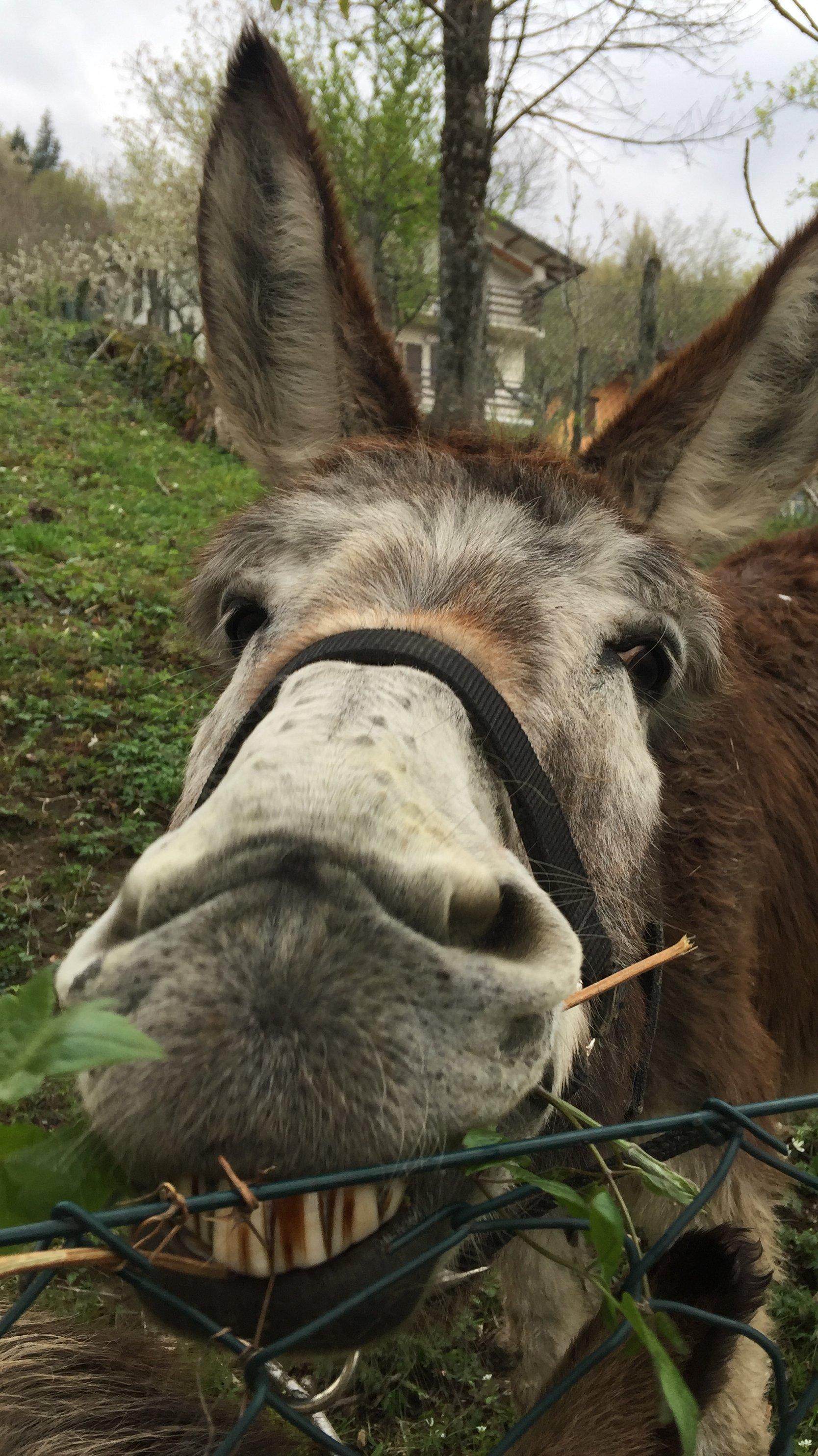 Ostello dei Balocchi