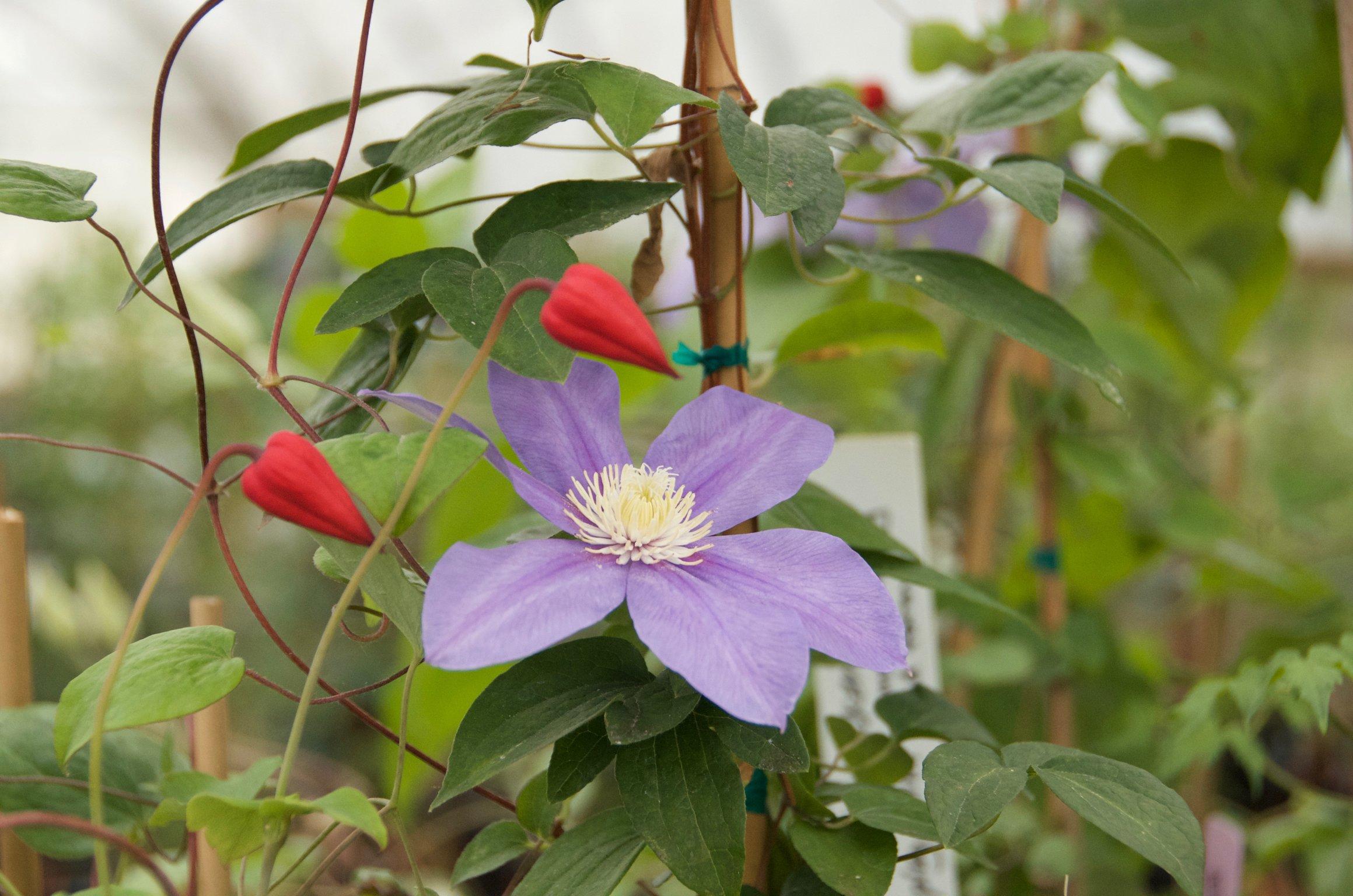 Rogerson Clematis Garden