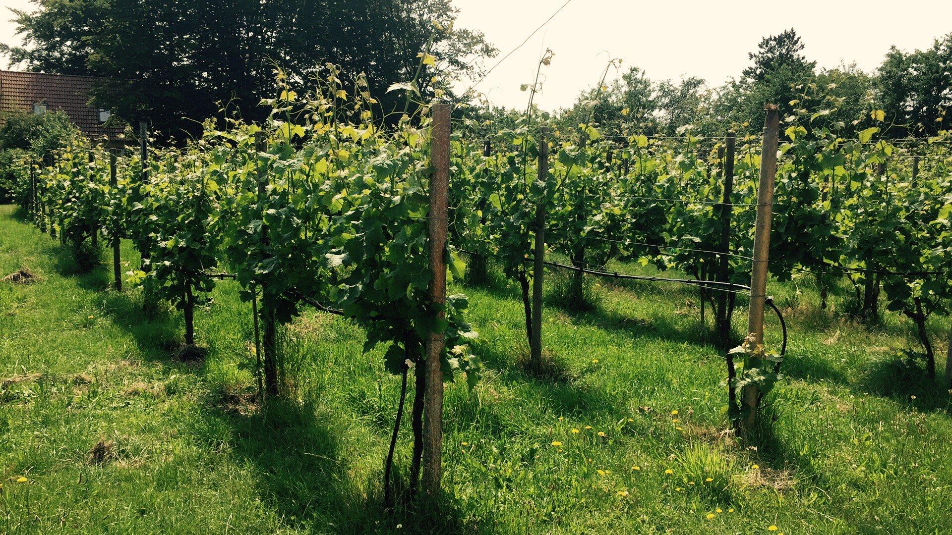 Vester Vedsted Vingård