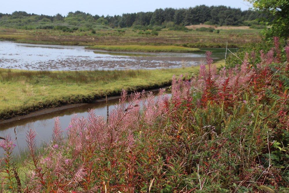 Sitka Sedge State Natural Area
