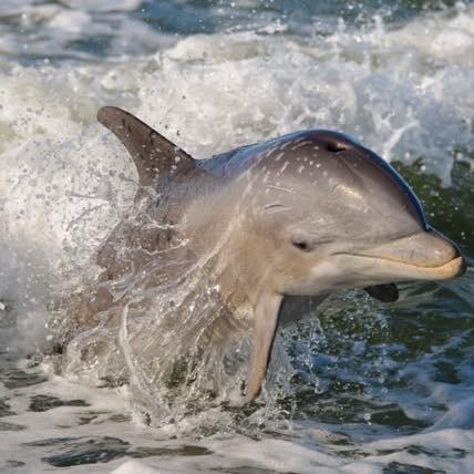 Bimini Twist Charters