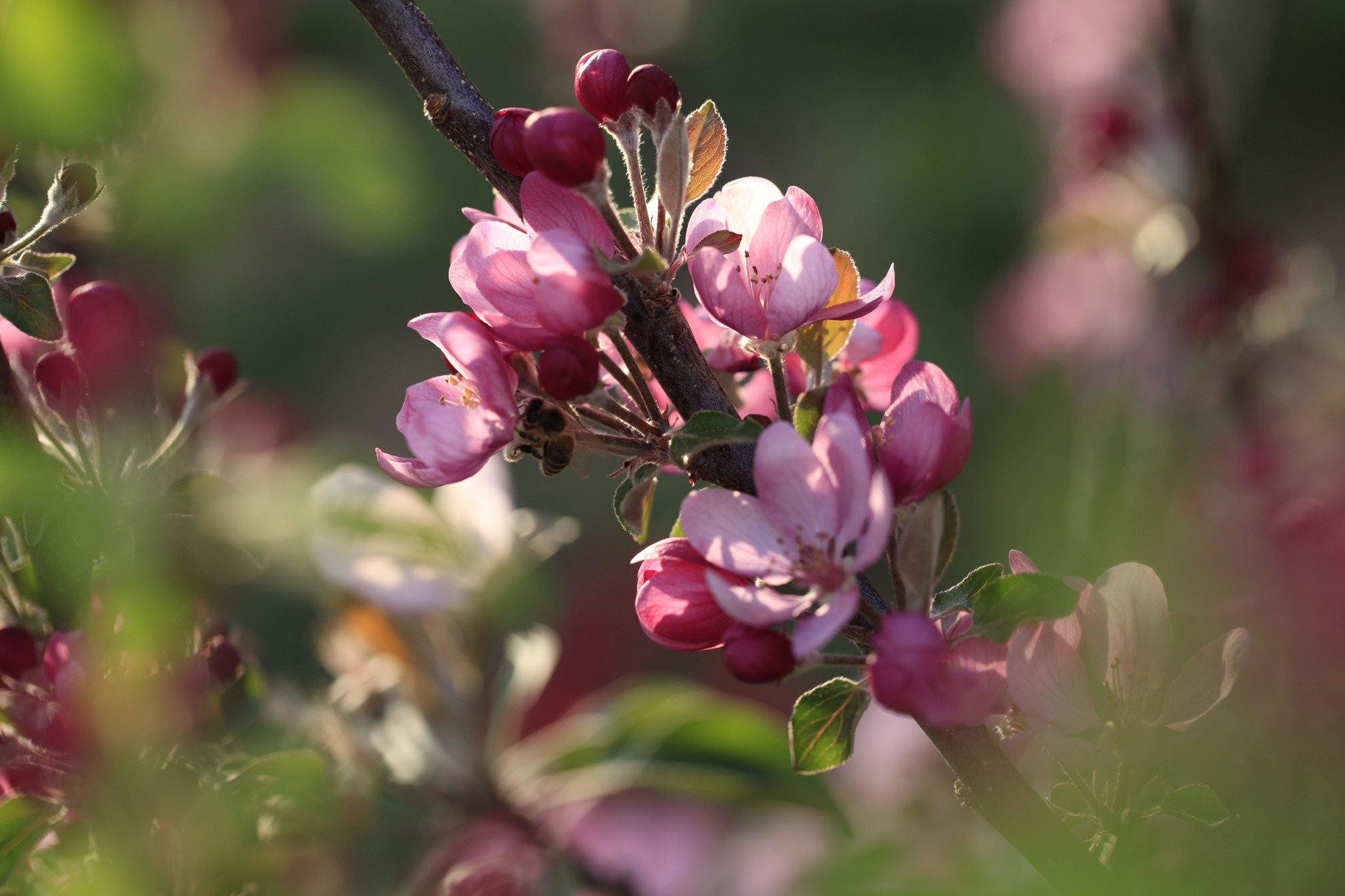 Gartenparadies Painer