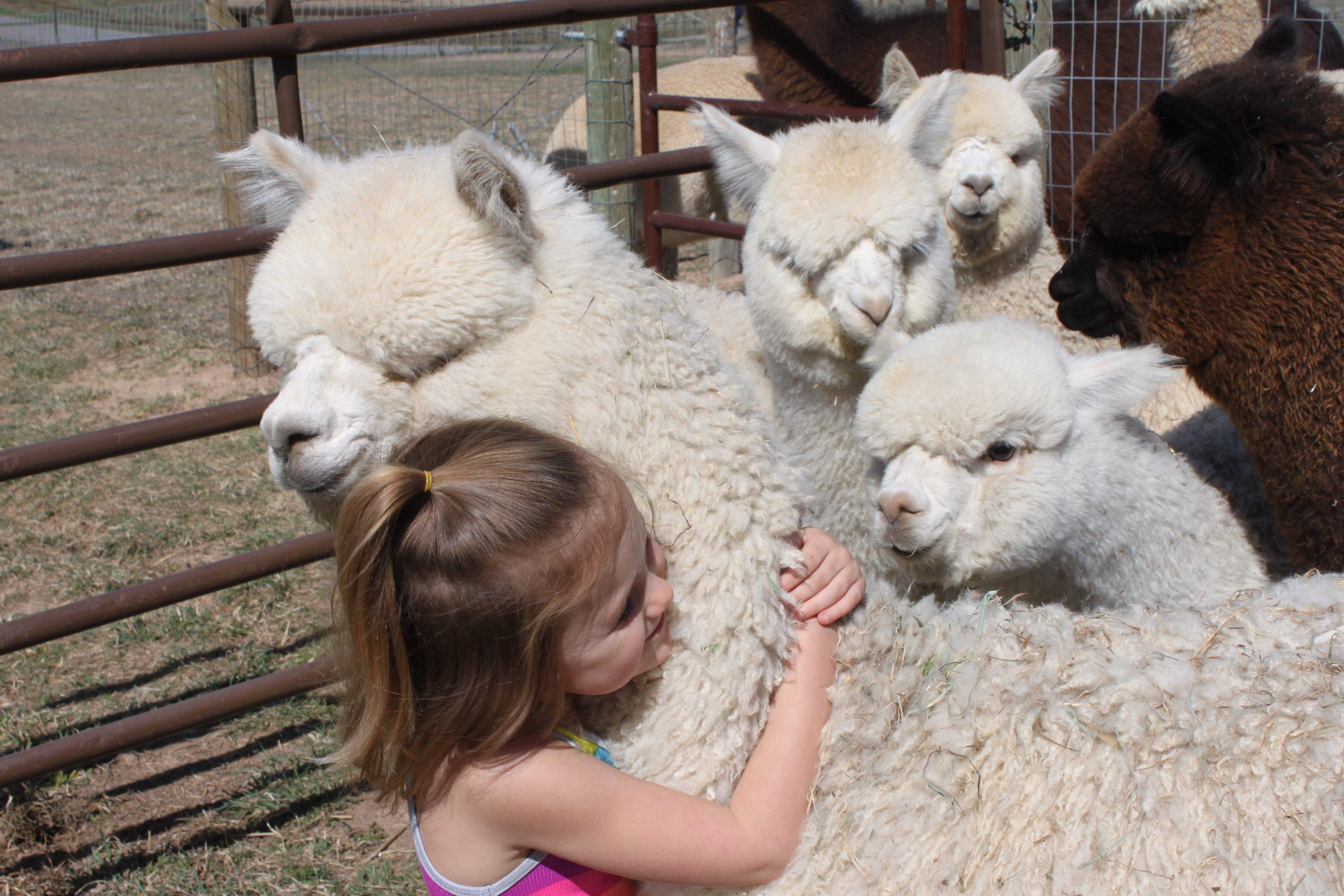Sopris Alpaca Farm & Boutique