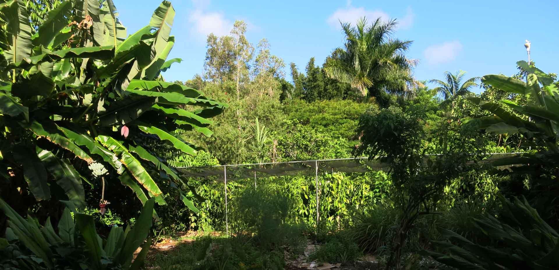 The Vanillery of Kauai